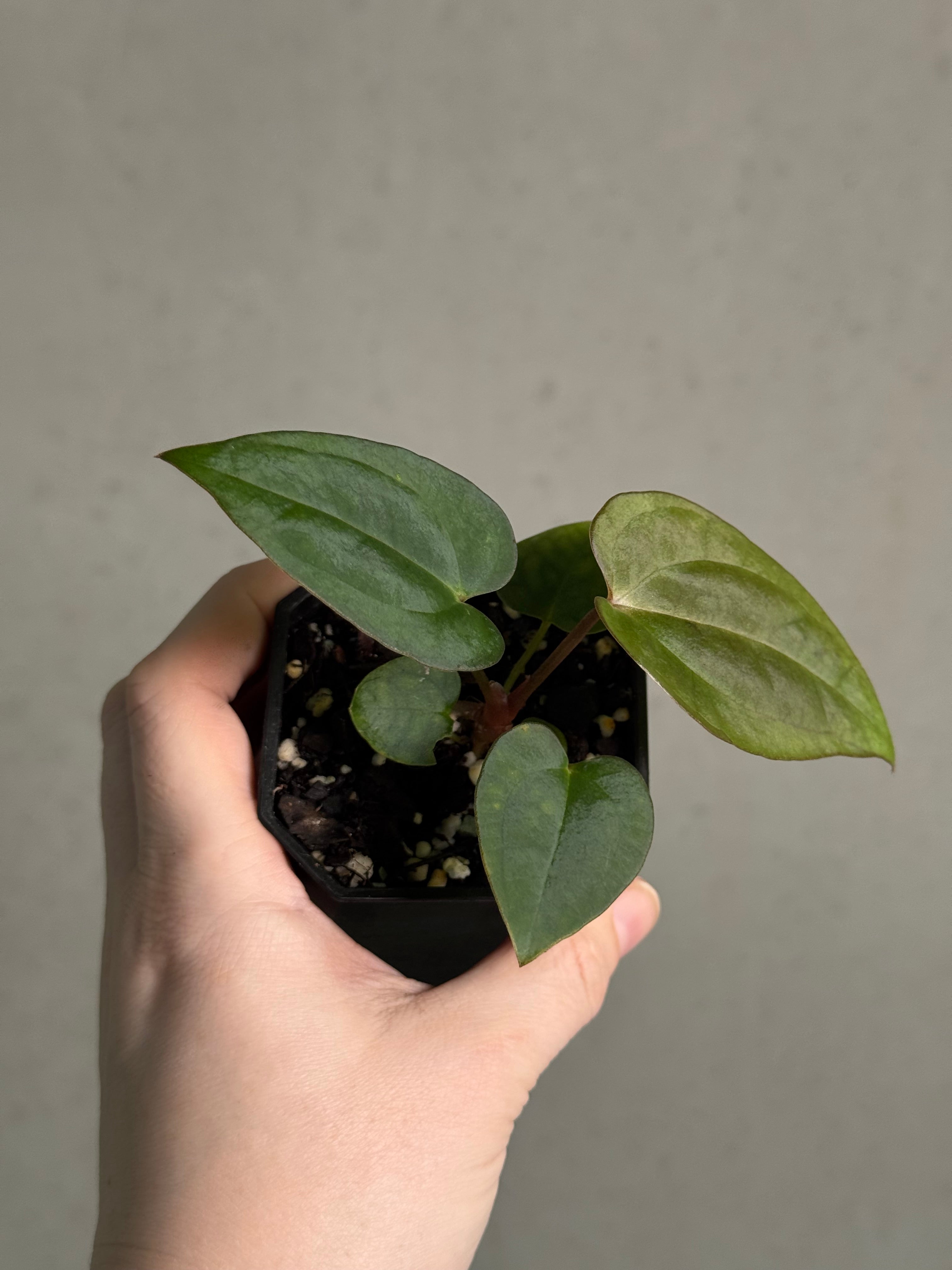 Anthurium (BVEP x Luxurians) x Carlablackiae ('Round' x GPH-001) - SMUKHI