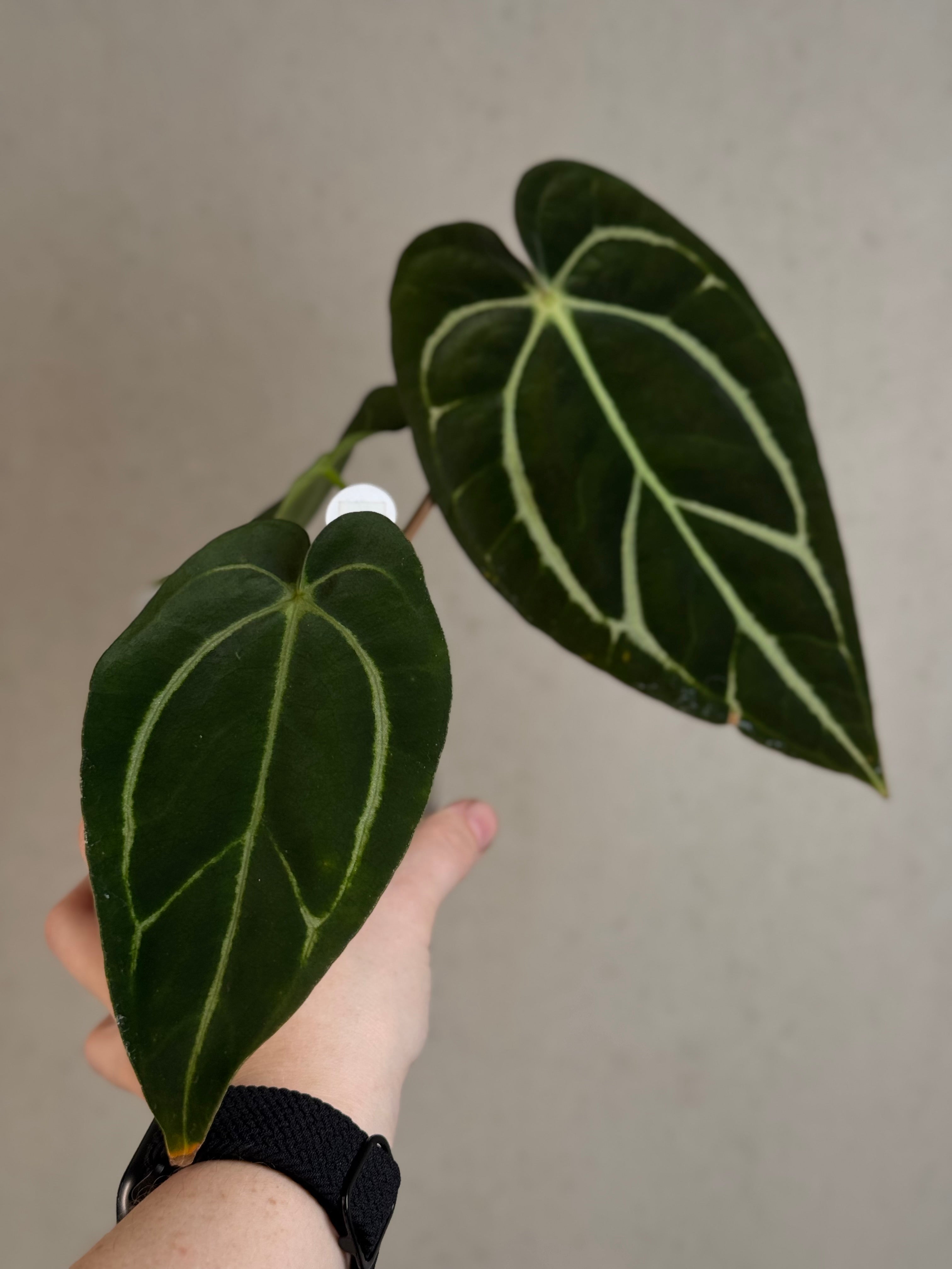 Anthurium Carlablackiae