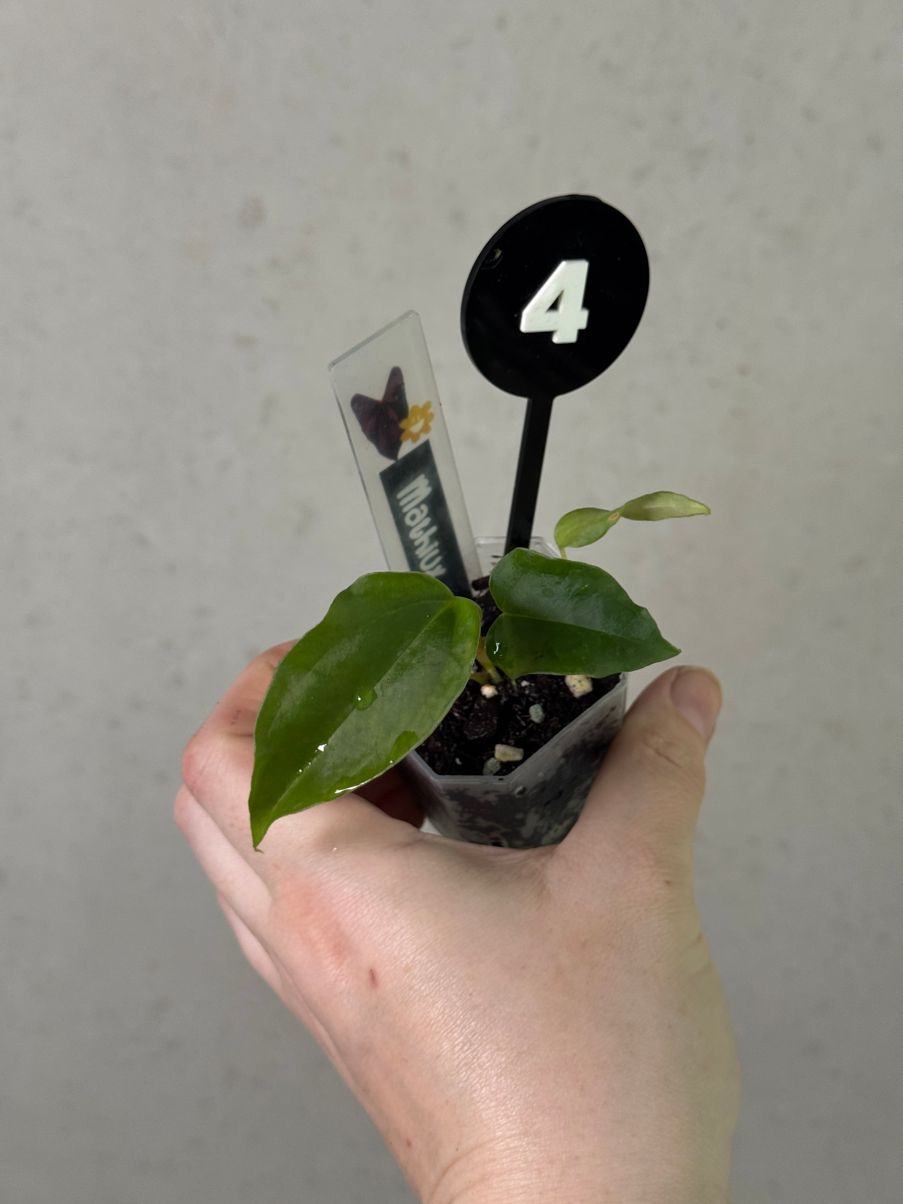 Anthurium Subsignatum Velvet plant by Mathiux Aroid with glossy green leaves and distinctive reddish spathes.