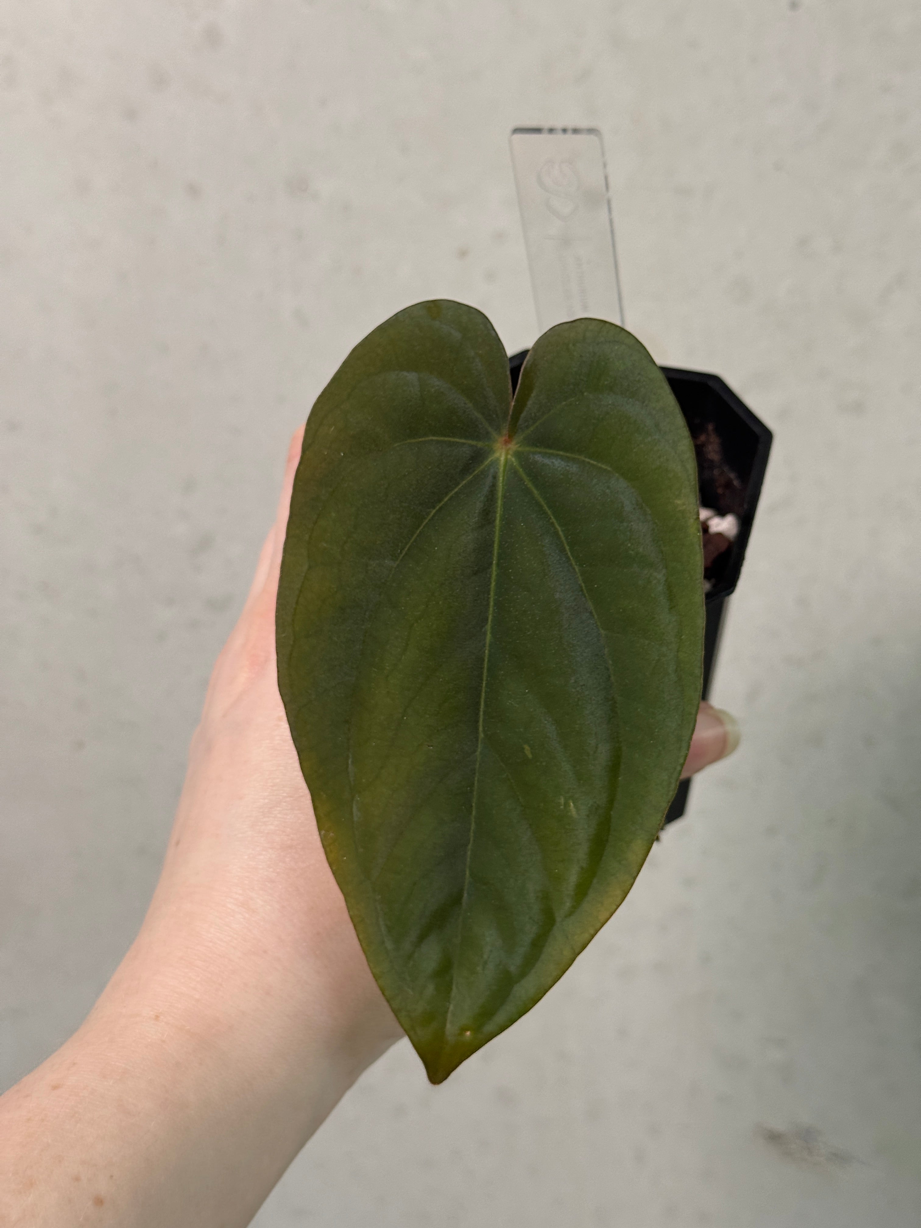 Anthurium Dressleri NSE 'Obsidian' x RG