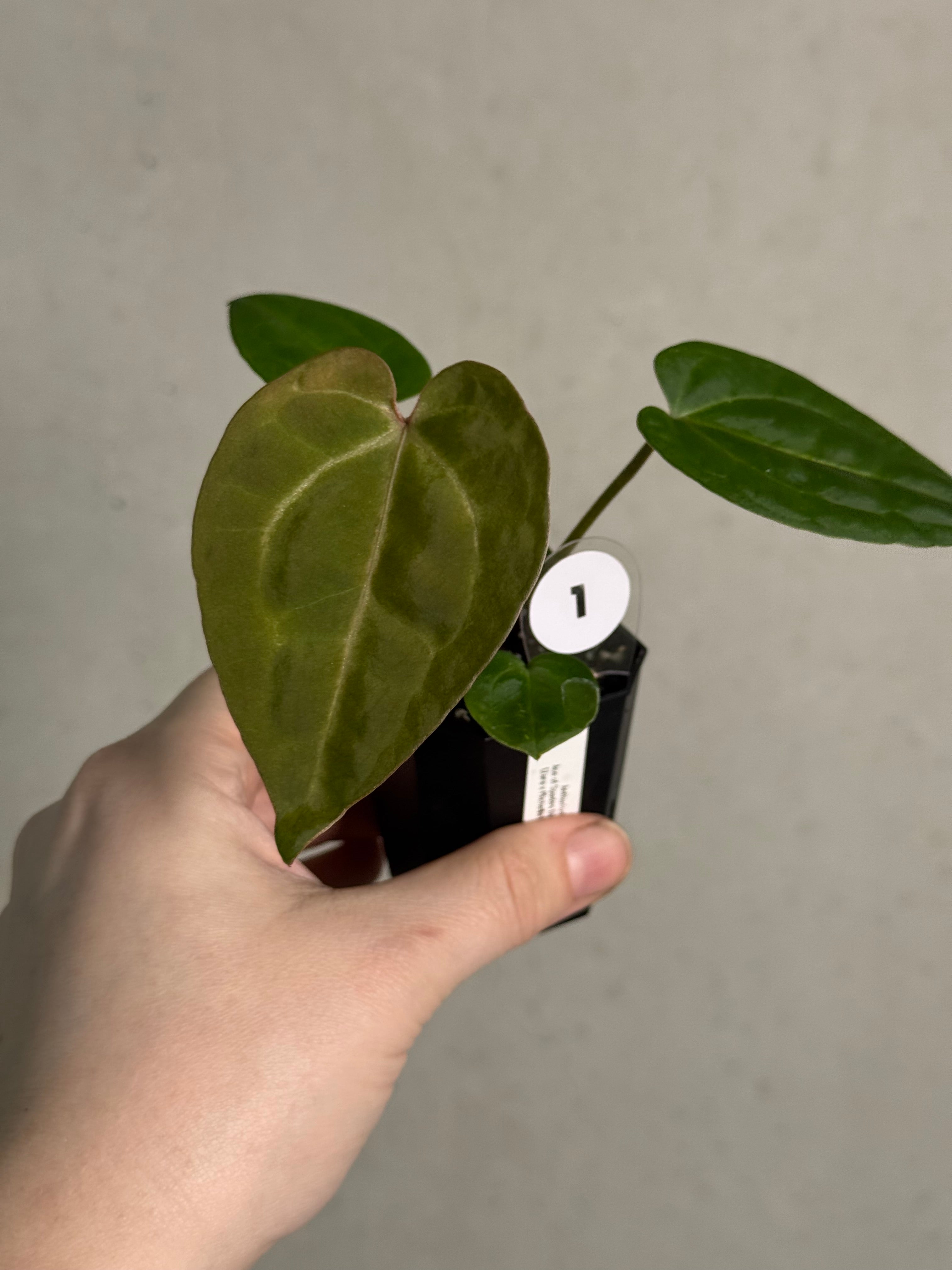 Anthurium Ace of Spades Dark Form x (Zara x Michelle) 'Selected' - SMUKHI