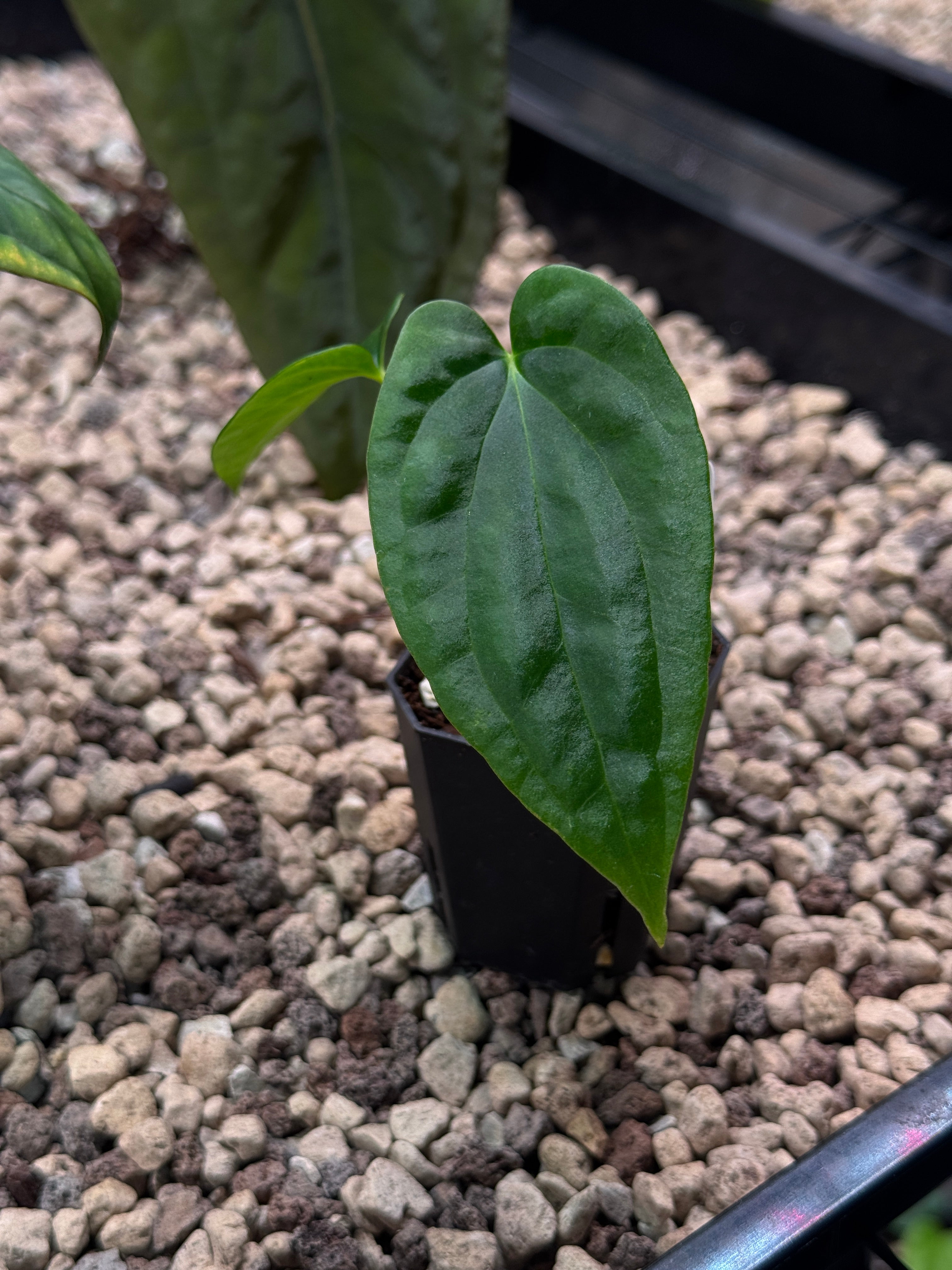 Anthurium BVEP (WU1 x 'Oliver') x 'Supernova'