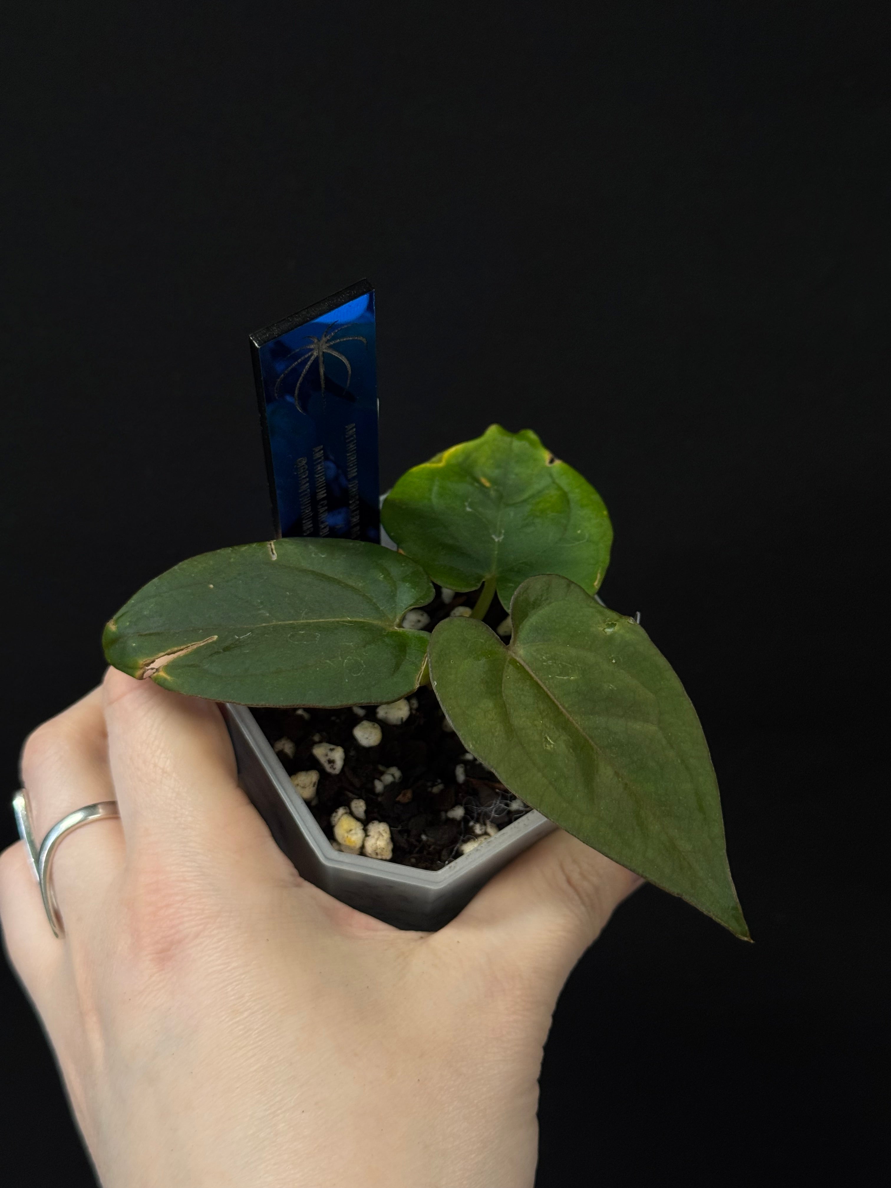 Anthurium Dressleri RG F2 ‘Dark Clone’ x Carlablackiae GPH-001