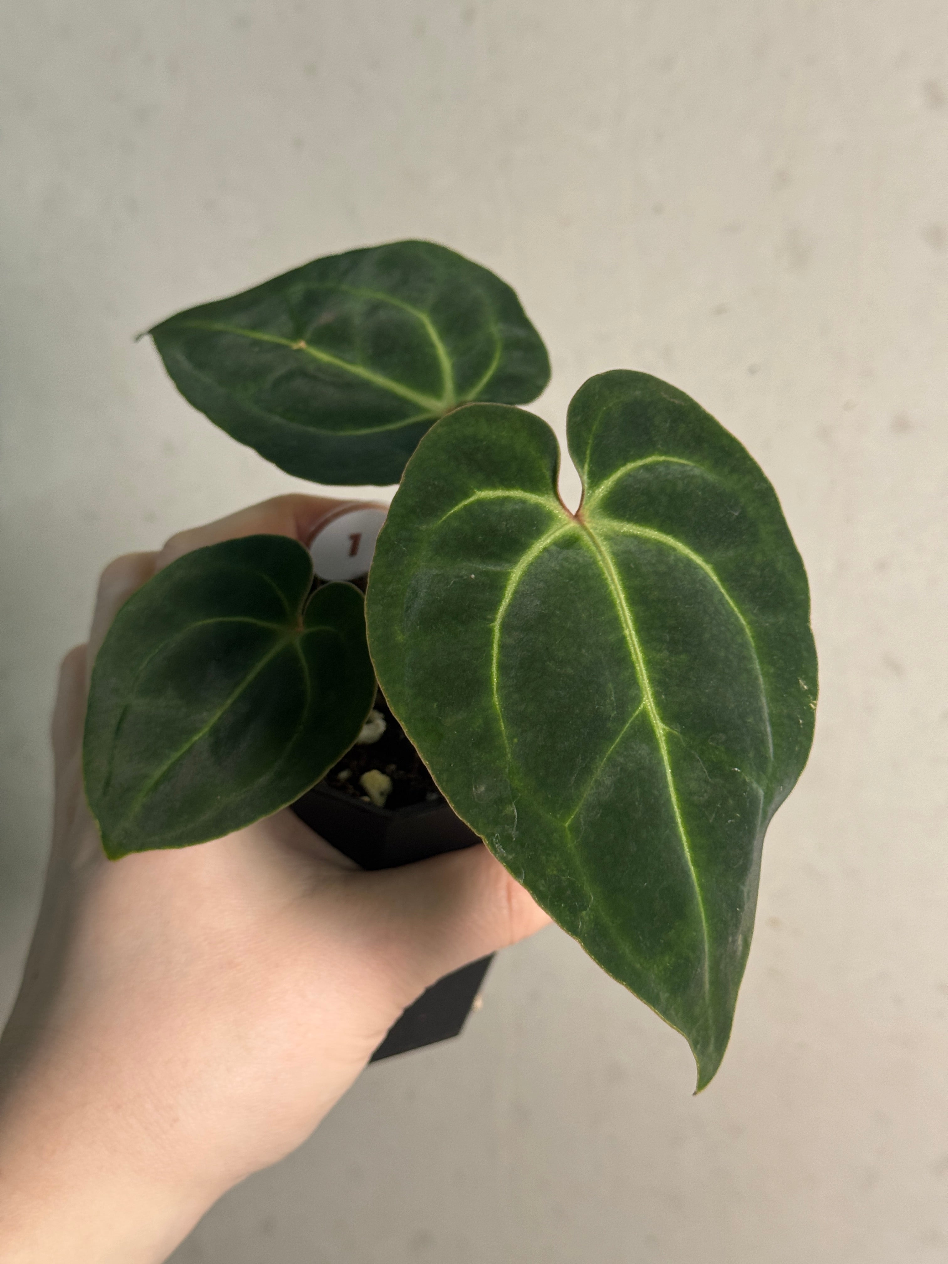 Anthurium Besseae aff - SMUKHI