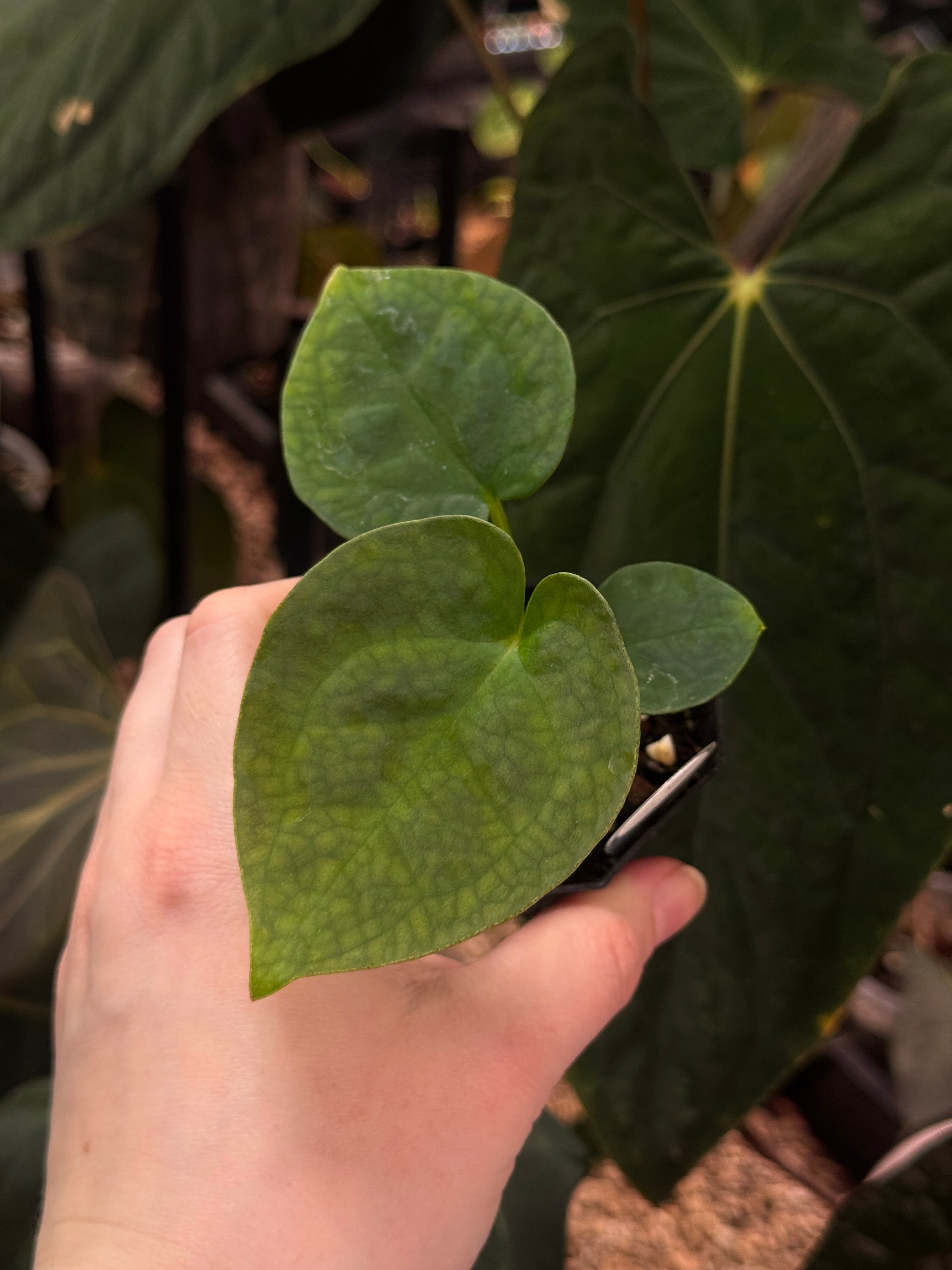 AF4AB913-C336-4017-B124-