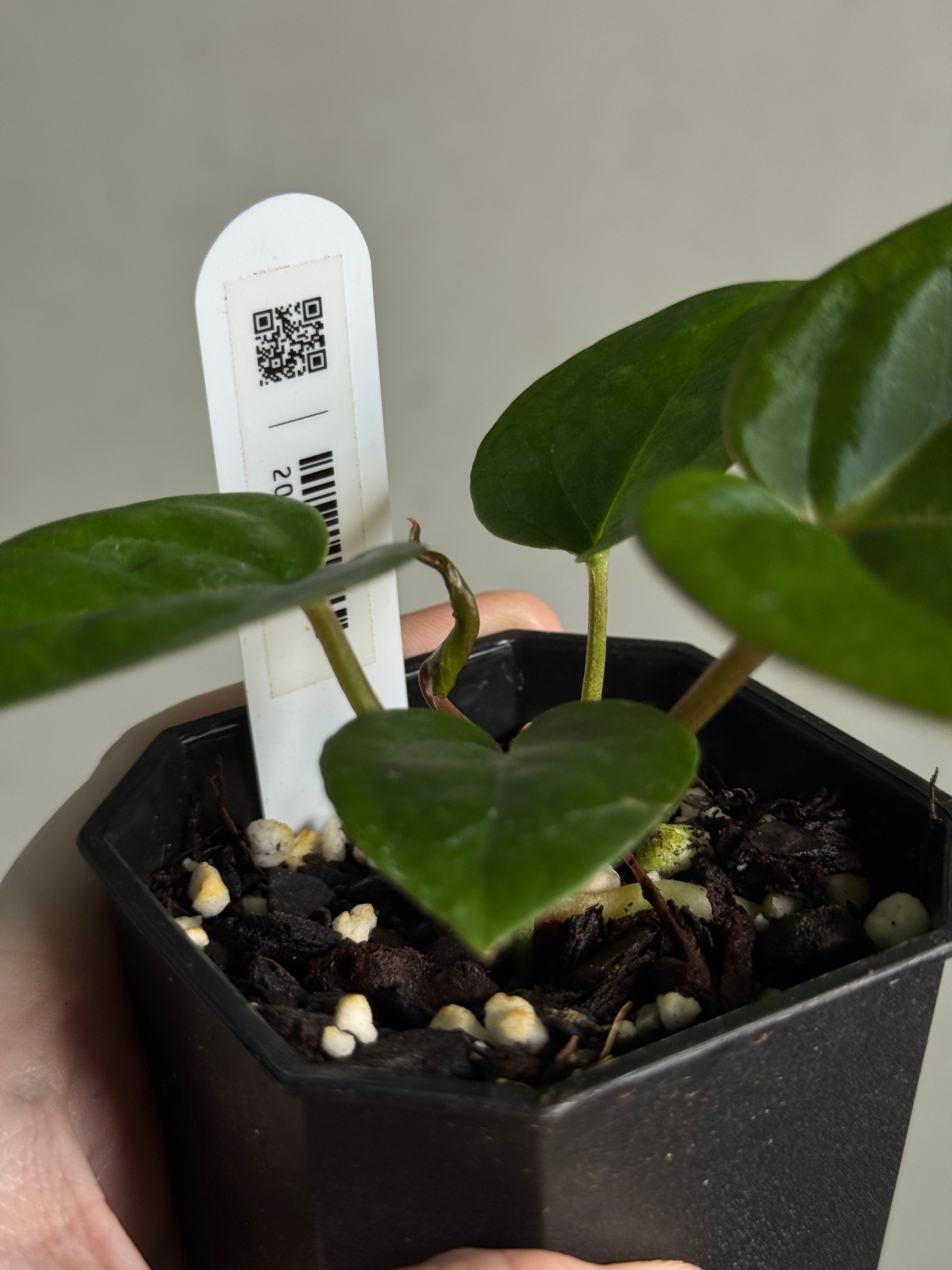Anthurium 'Carbon' (Black Muscle x Michelle) - SMUKHI
