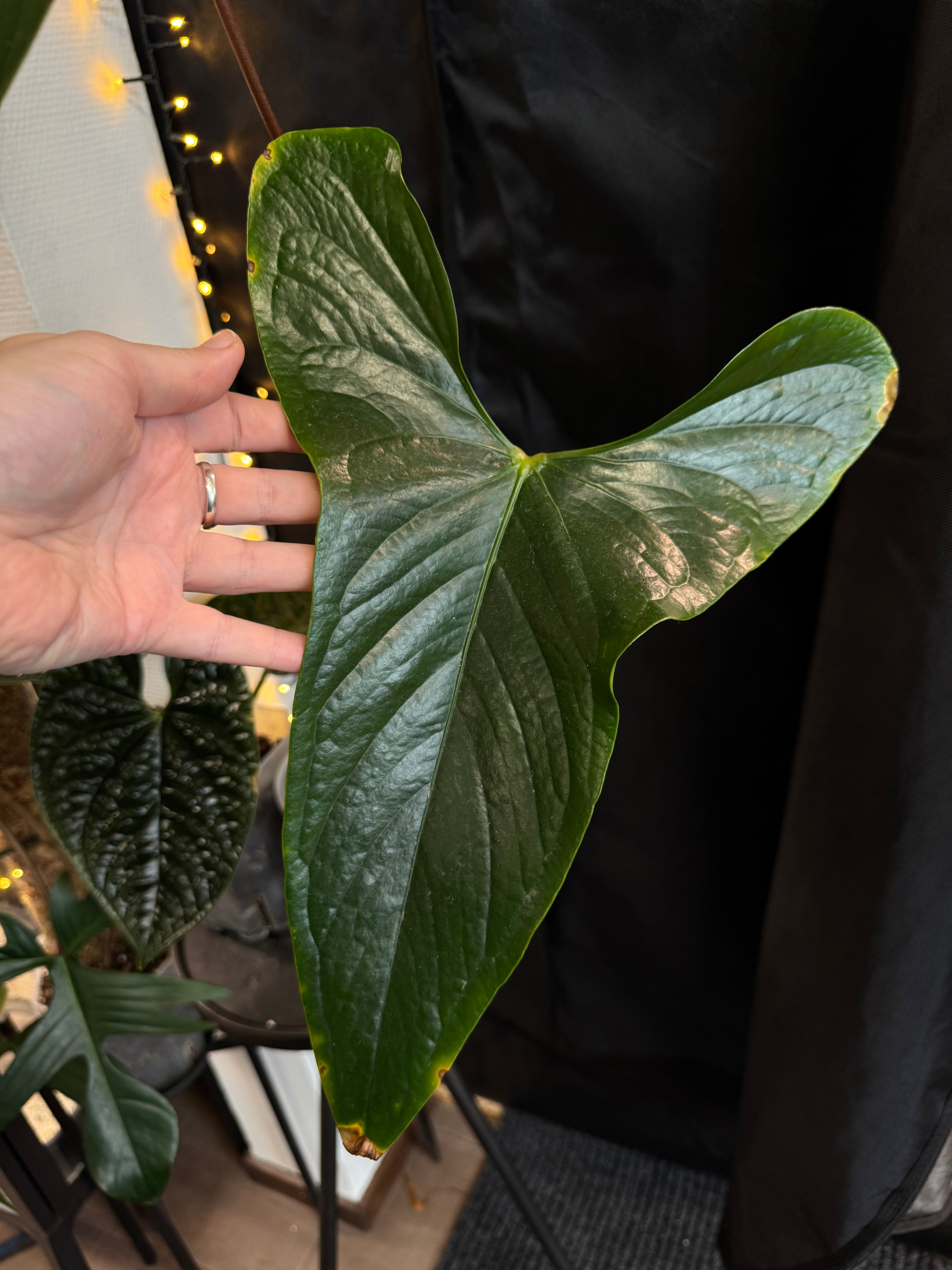 Anthurium sp. Napo (Nigrolaminum 'Gigi')