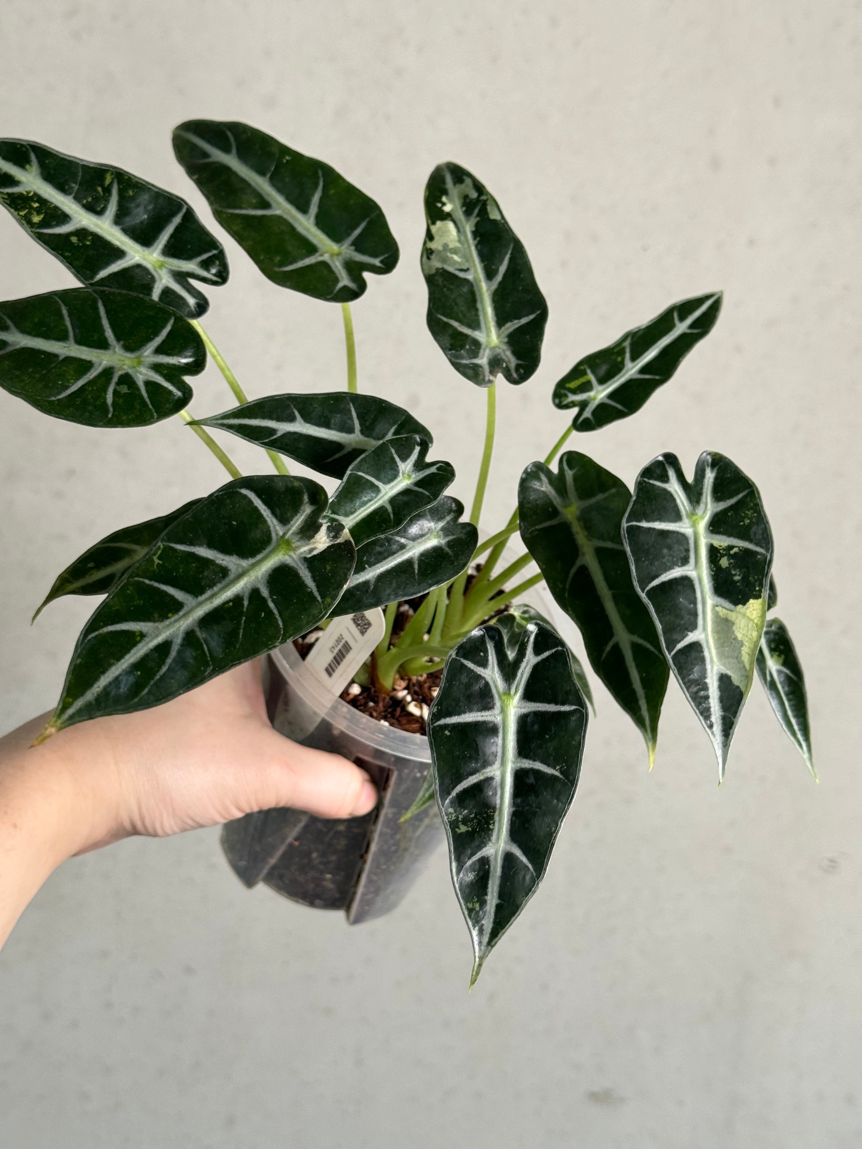 Alocasia Bambino Variegata (Low Var.) - SMUKHI