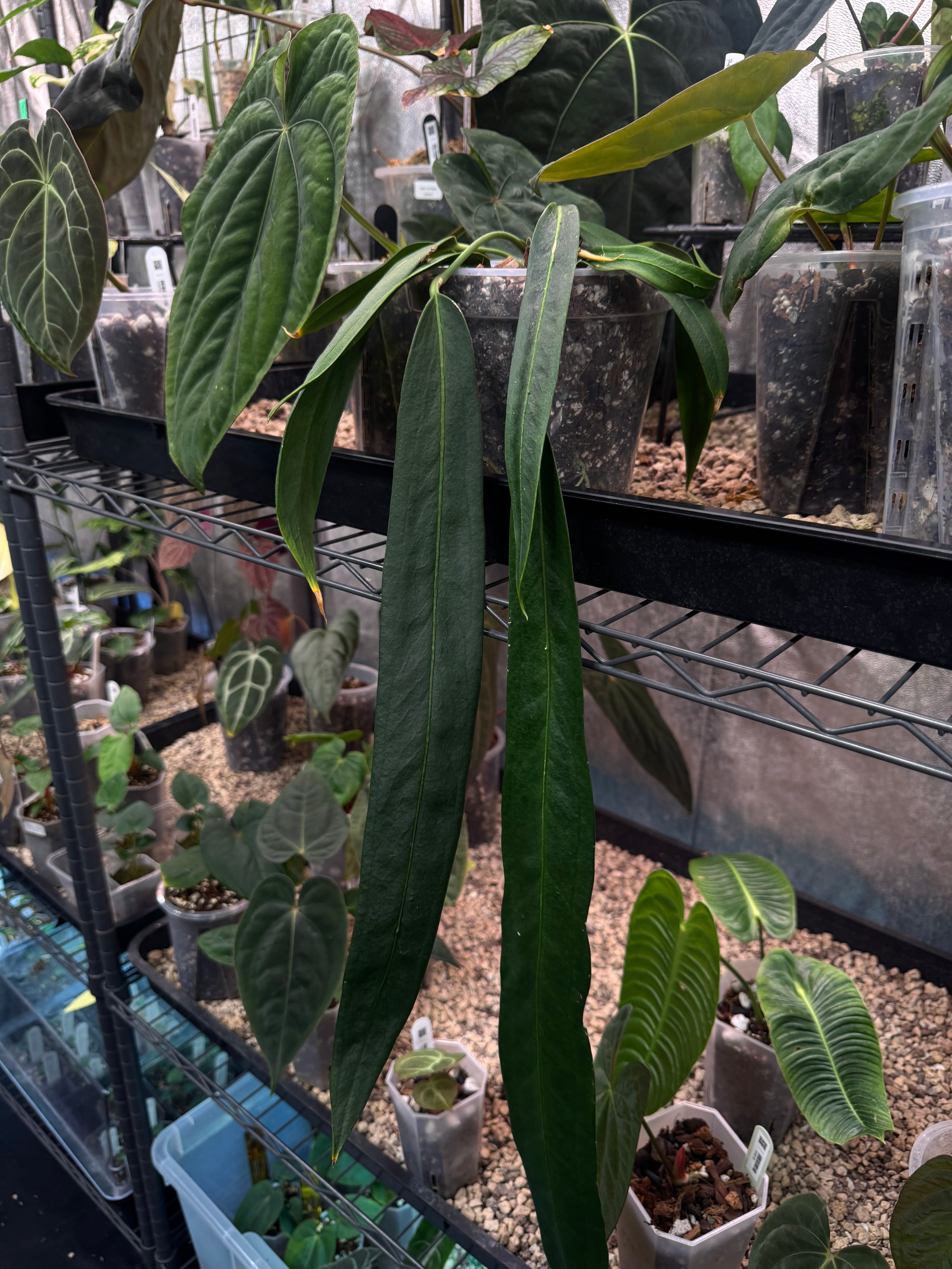 Anthurium Wendlingeri
