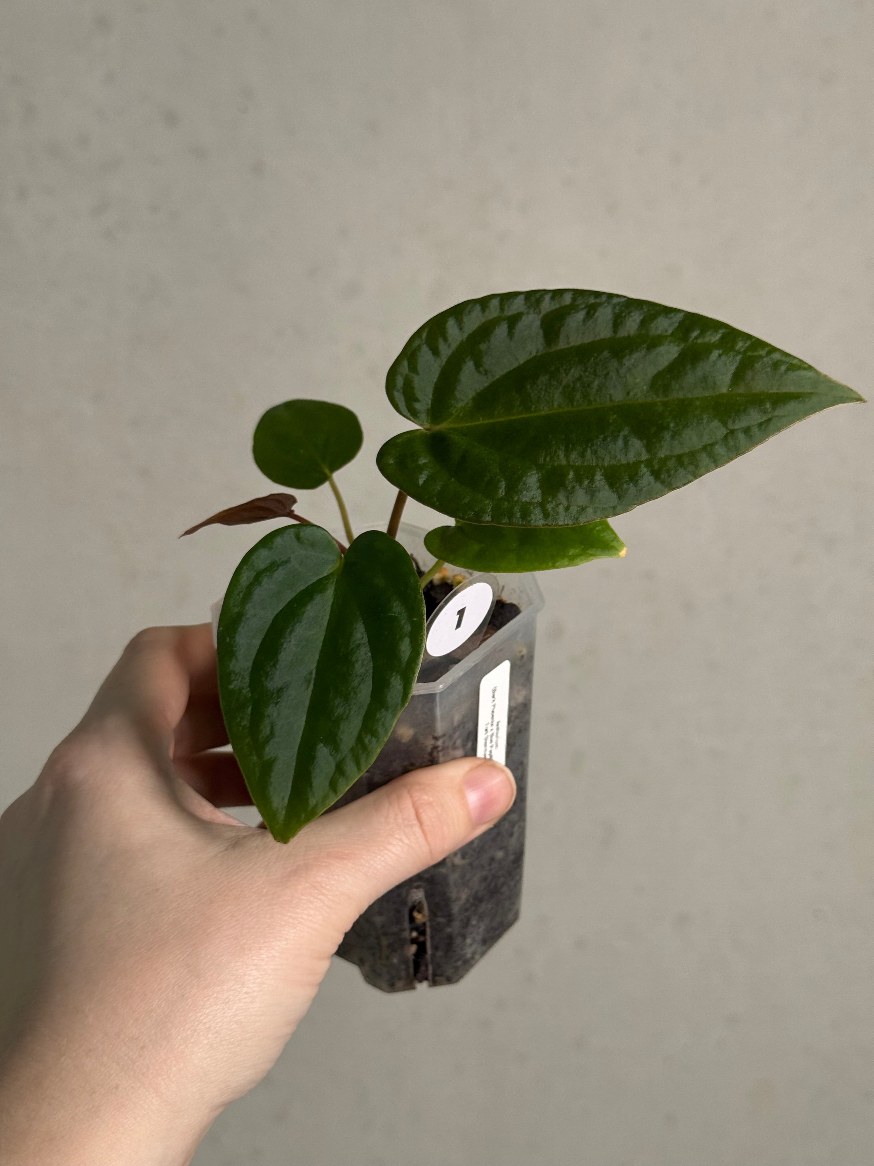 Anthurium (Dark Phoenix x Blue Papillilaminum) x Fort Sherman S1 - SMUKHI