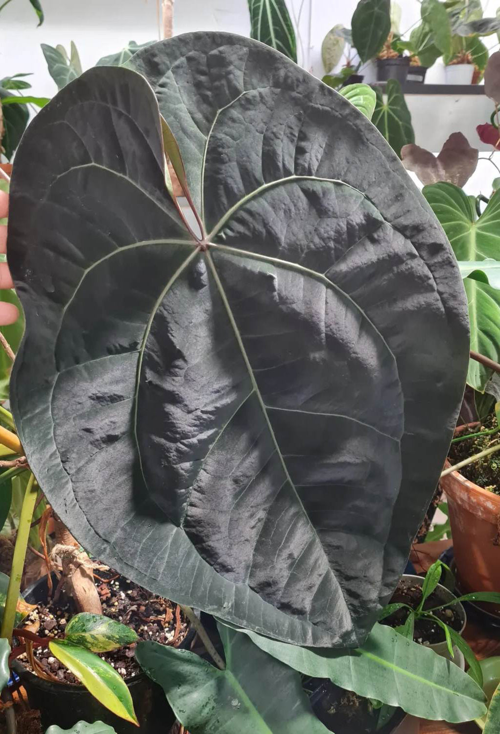 Anthurium Ace Of Spades Dark Form F1 (SKG) - SMUKHI