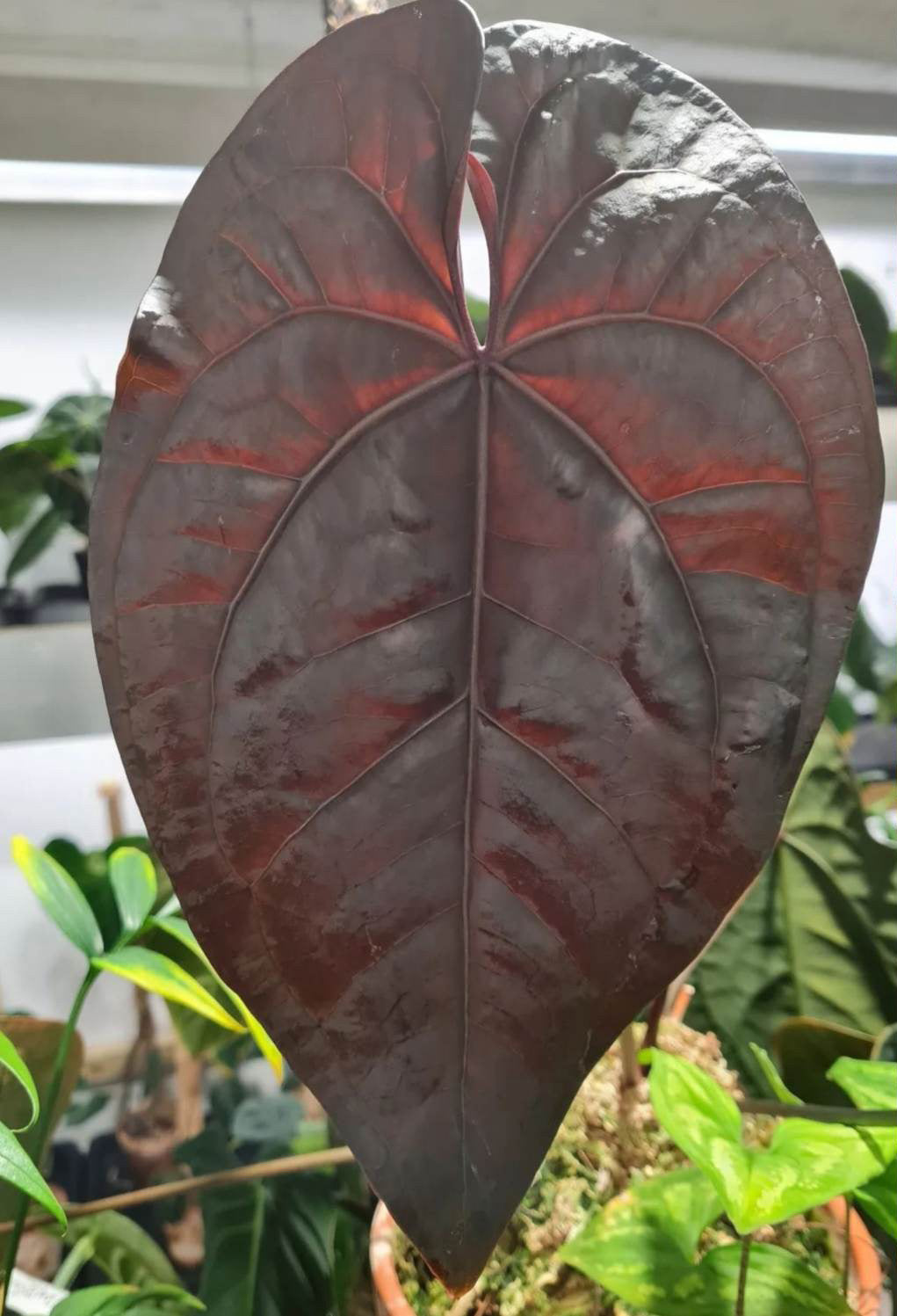 Anthurium Ace Of Spades Dark Form F1 (SKG) - SMUKHI