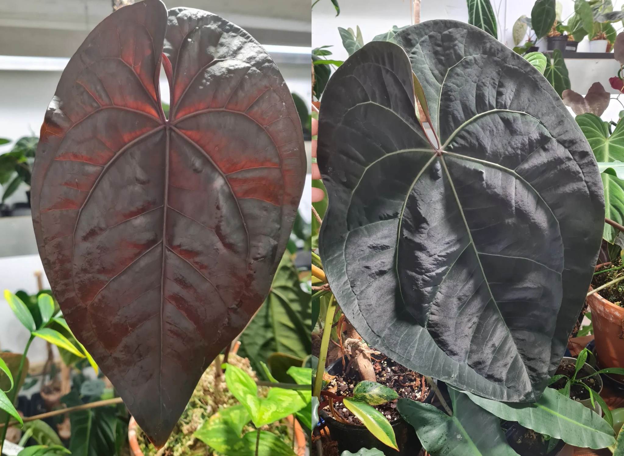 Anthurium Ace Of Spades Dark Form F1 (SKG) - SMUKHI