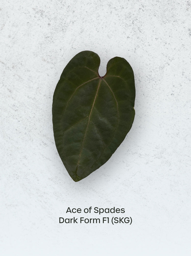Dark-leaved Anthurium Ace of Spades F1 plant by Crystallinaminum, showcasing glossy, deep green foliage with striking spade-shaped leaves.