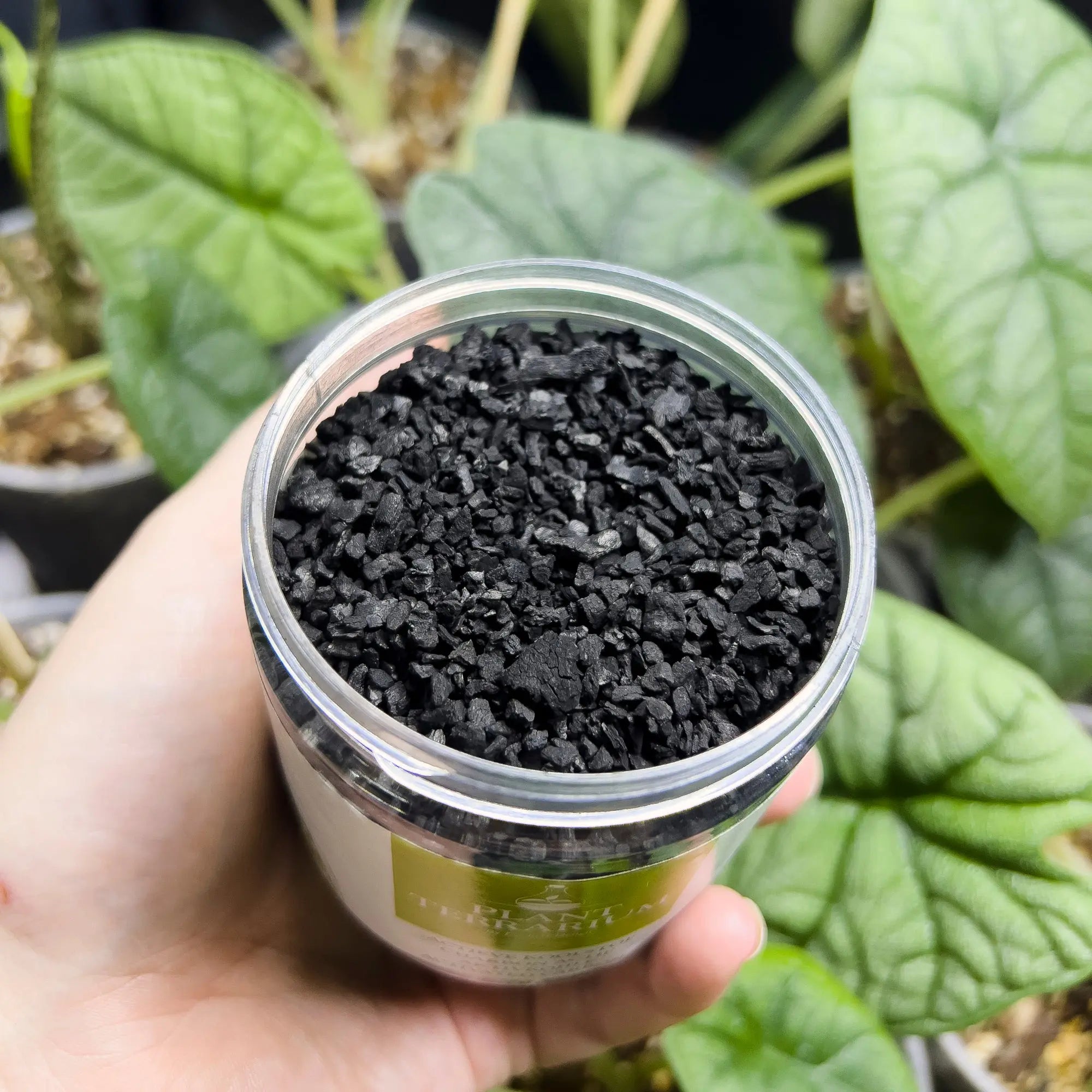 Activated Charcoal Granules - Soil Additive - 100 g - SMUKHI