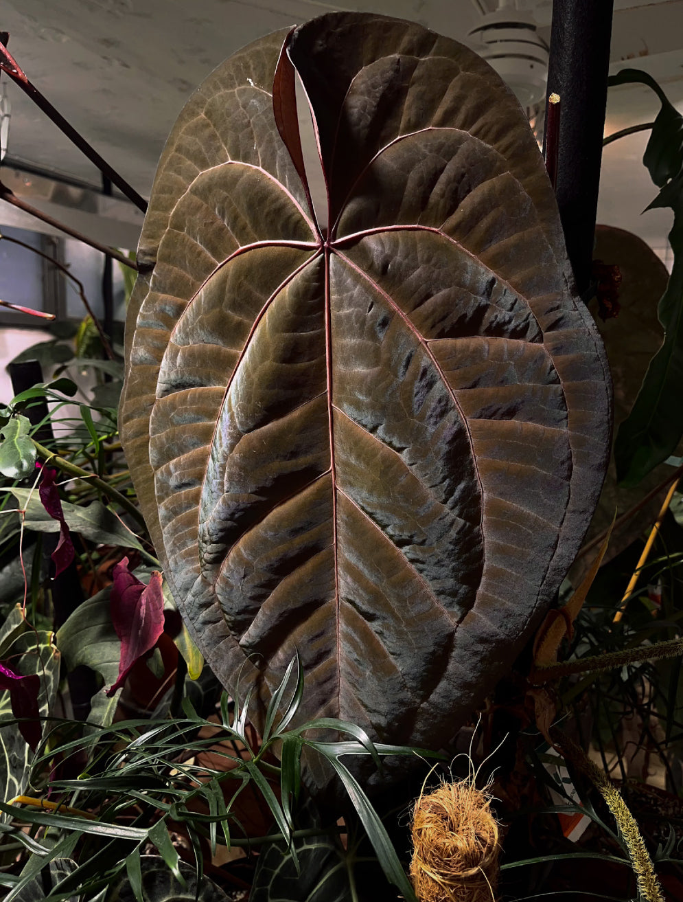 Dark form Anthurium Ace of Spades plant from Crystallinaminum with glossy, dark leaves and vibrant spade-shaped foliage.