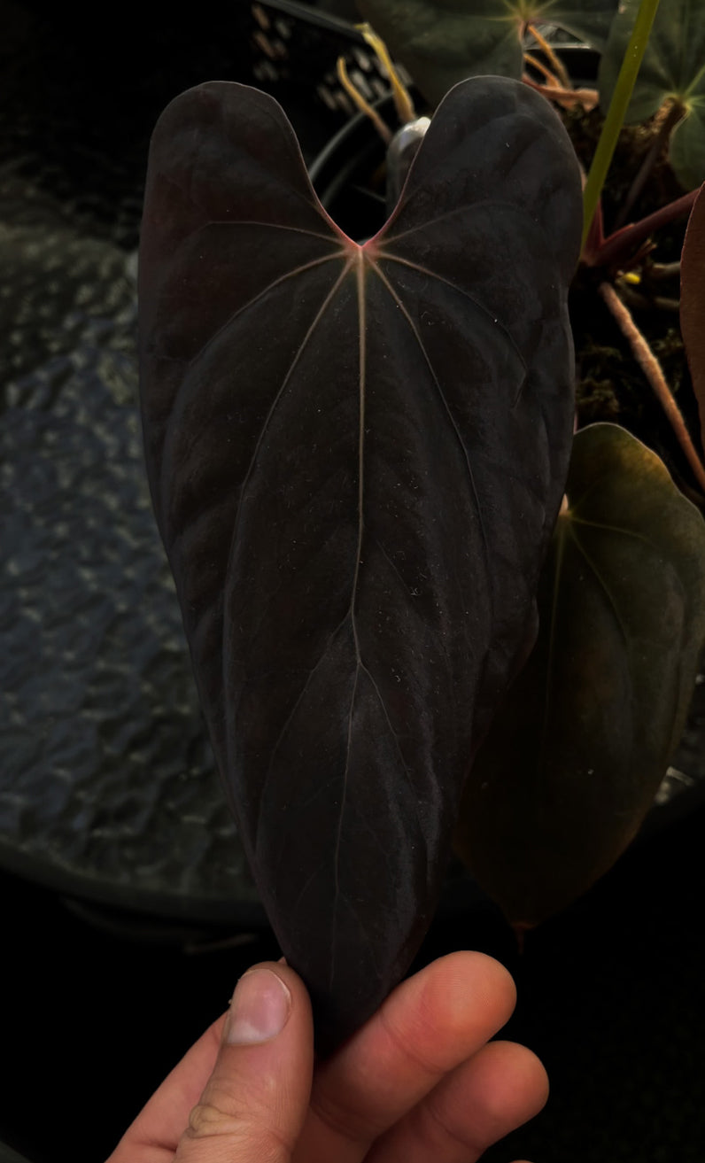 Anthurium Ace of Spades Dark Form x BVEP 'Bloodraven' plant with glossy dark leaves and vibrant spadix, cultivated by Crystallinaminum.