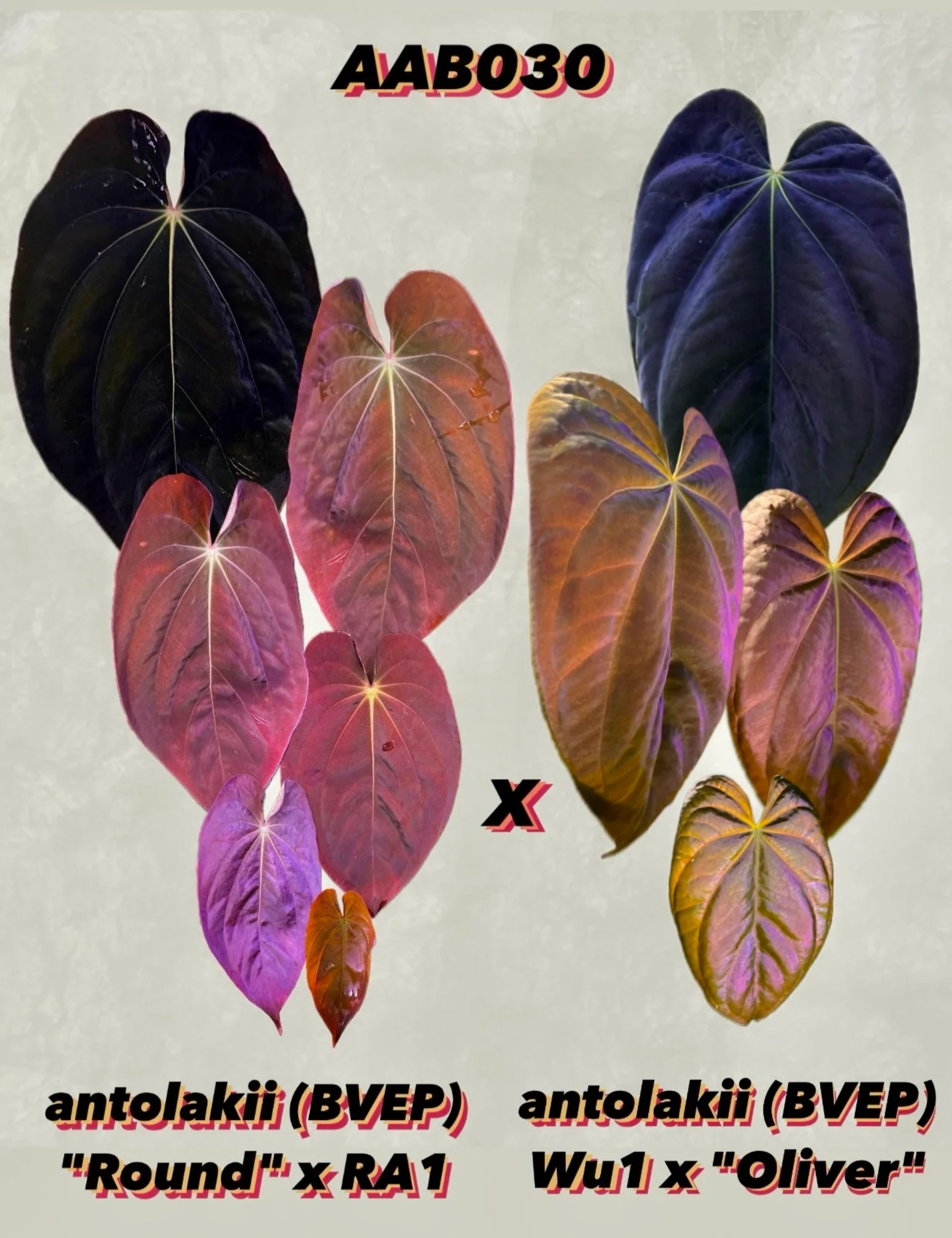 Anthurium BVEP ('Round' x RA1) x (WU1 x 'Oliver') - Clone