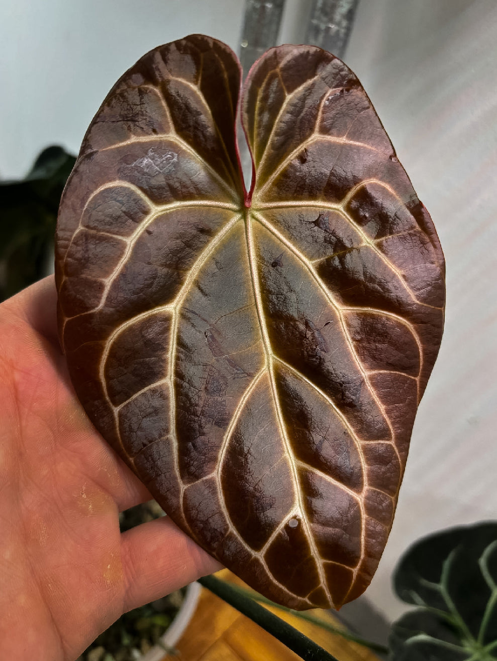 Anthurium 'Widowmaker' x Crystallinum 'Chocolate' plant with dark glossy leaves, showcasing vibrant foliage from Crystallinaminum.