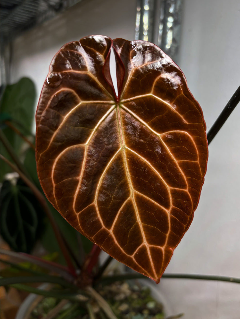 Anthurium 'Widowmaker' x Crystallinum 'Chocolate' plant with dark green and chocolate-colored leaves, vibrant foliage in a pot.