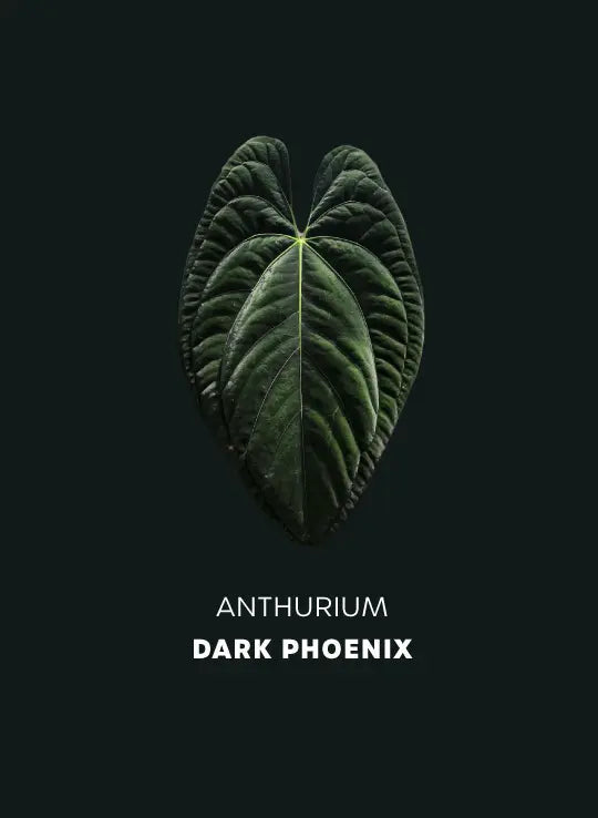 Anthurium Dark Phoenix #1 - Seeds / Seedlings - SMUKHI
