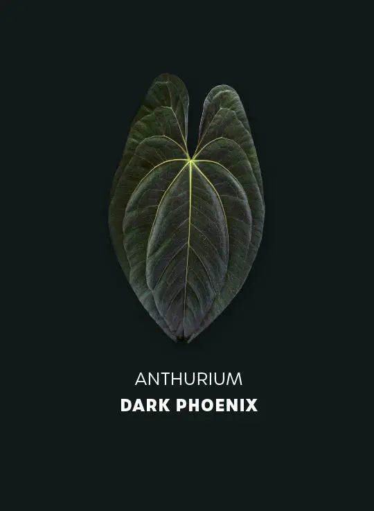 Anthurium Dark Phoenix #2 - Small Size Plant - SMUKHI
