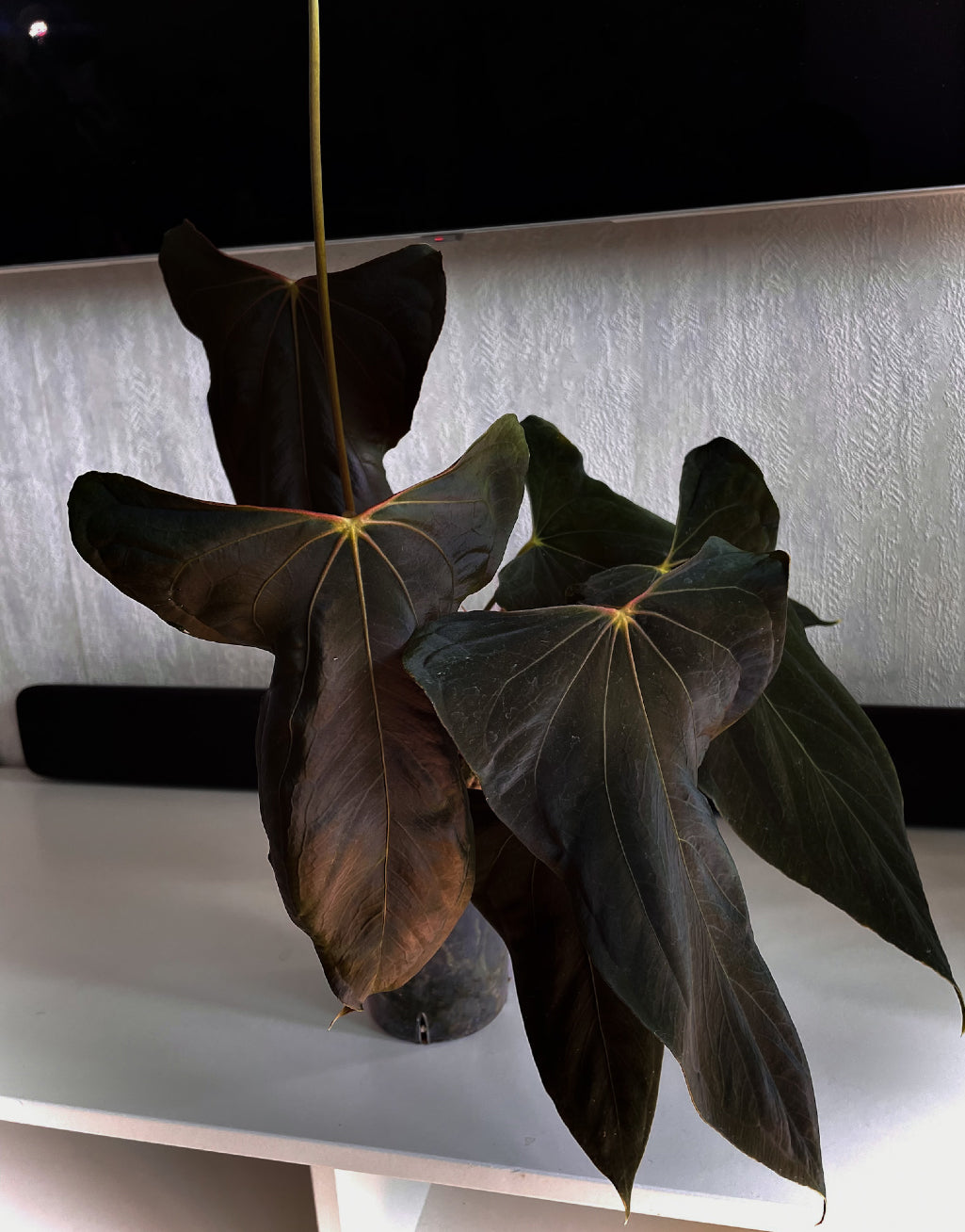 Anthurium 'Grim Reaper' x Portillae 'Dorito' plant from Crystallinaminum with glossy green leaves and distinctive dark-spotted foliage.
