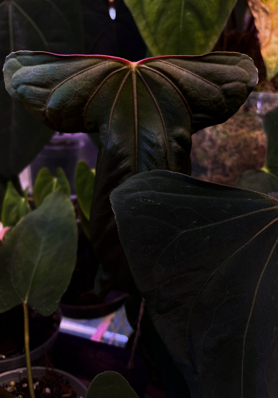 Anthurium 'Grim Reaper' x Portillae 'Dorito' plant with glossy dark green leaves and unique leaf patterns, from Crystallinaminum.