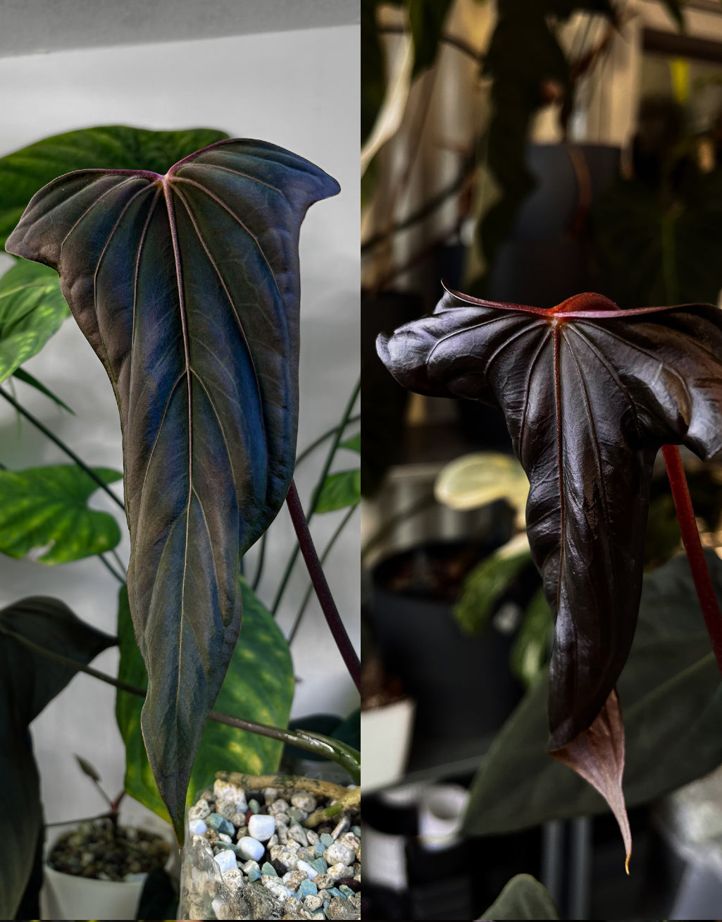 Anthurium 'Grim Reaper' x Portillae 'Dorito' plant with dark green leaves and unique foliage, from Crystallinaminum.