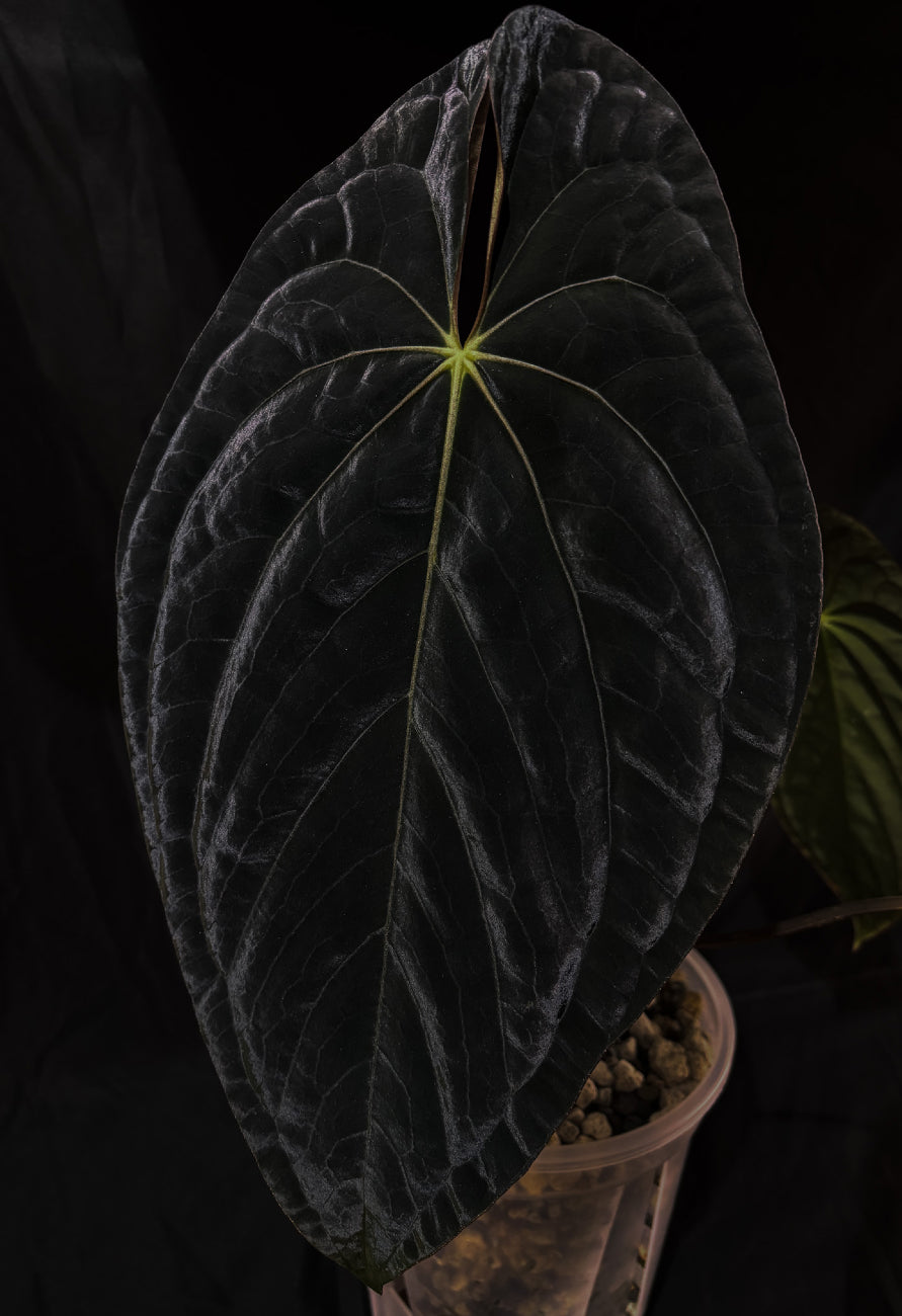 Anthurium 'Shadow Reaper' × Papillilaminum x Dressleri plant with glossy dark green leaves and unique foliage, grown by Crystallinaminum.