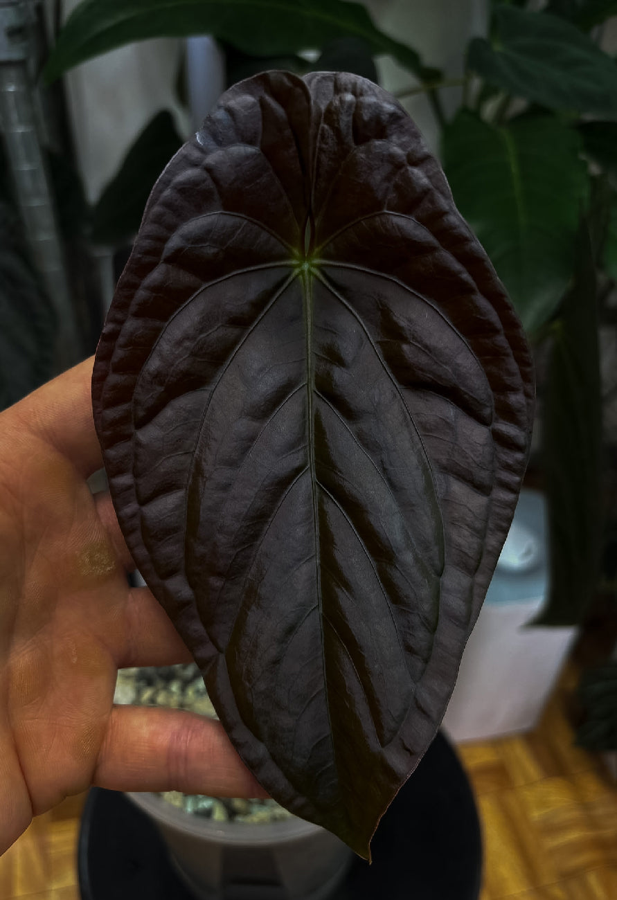 Anthurium 'Shadow Reaper' × Papillilaminum x Dressleri plant with glossy green leaves and vibrant spathes, Australian form.
