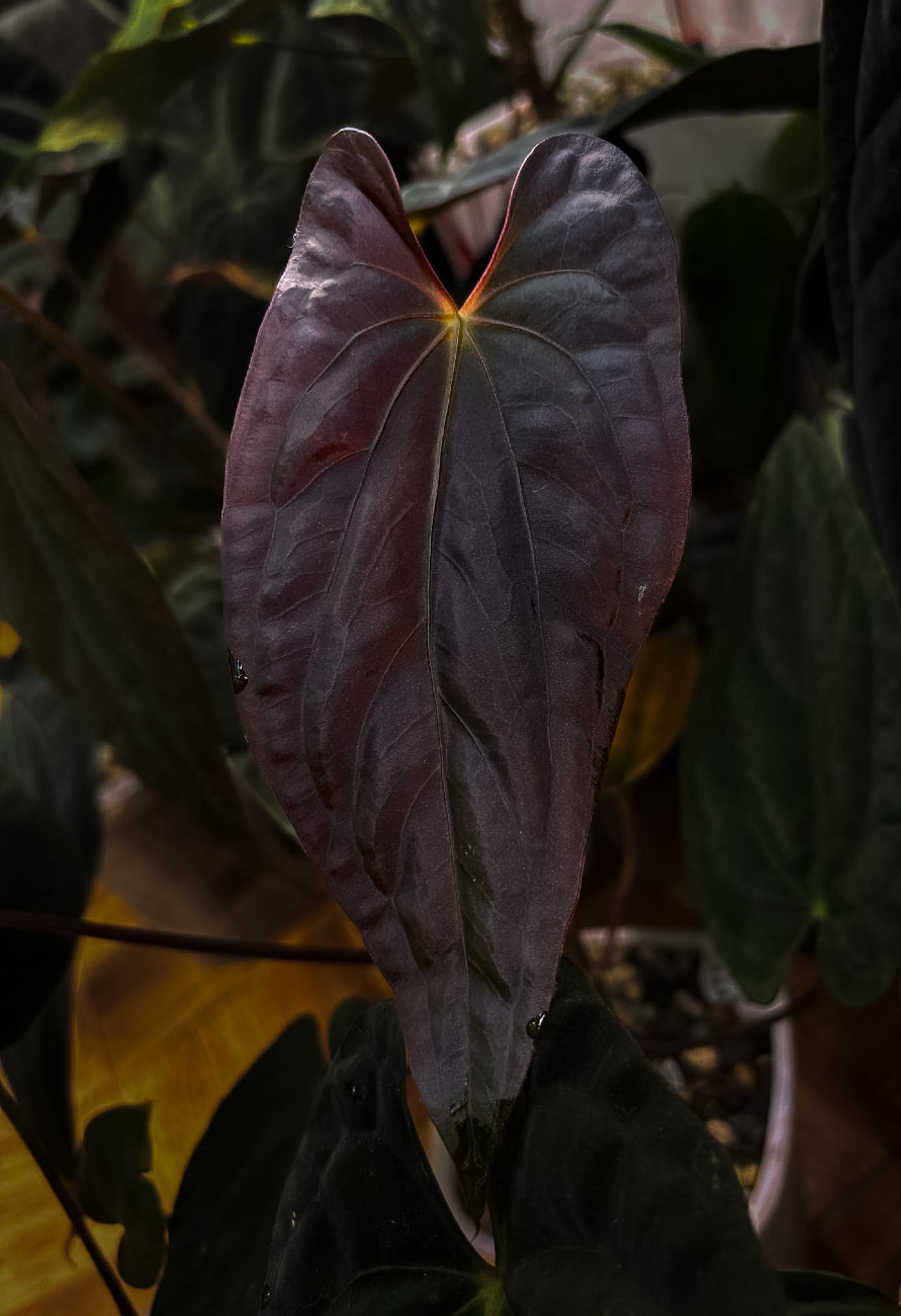 Anthurium 'Shadow Reaper' × Papillilaminum x Dressleri plant, Crystallinaminum brand, showing glossy green leaves and vibrant spathes.