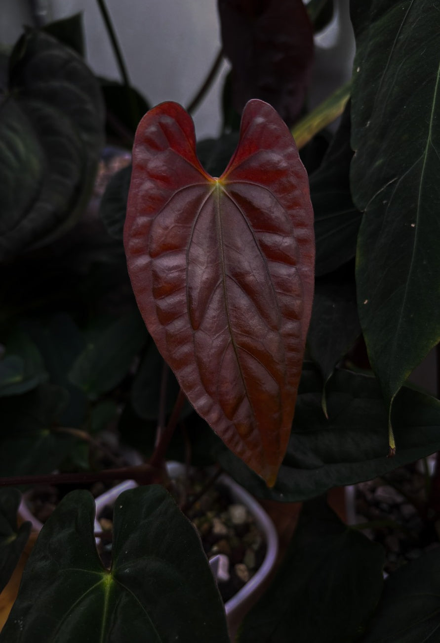 Anthurium 'Shadow Reaper' × (Papillilaminum x Dressleri) plant with vibrant green leaves and unique foliage, Australian form.