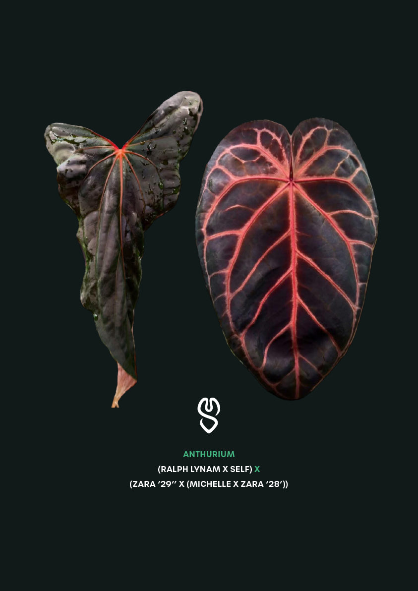 Anthurium (Ralph Lynam x self) x (Zara '29' x (Michelle x Zara '28'))