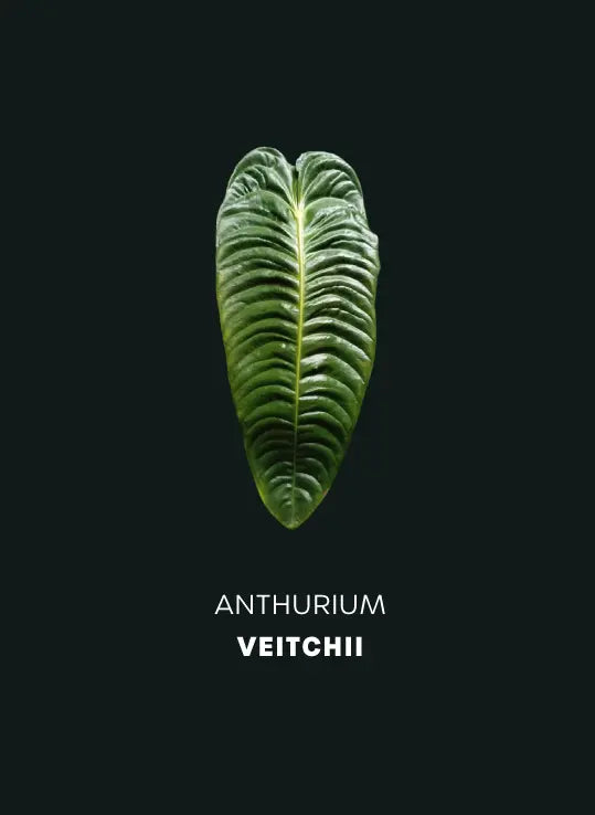 Anthurium Veitchii - Seedlings - SMUKHI