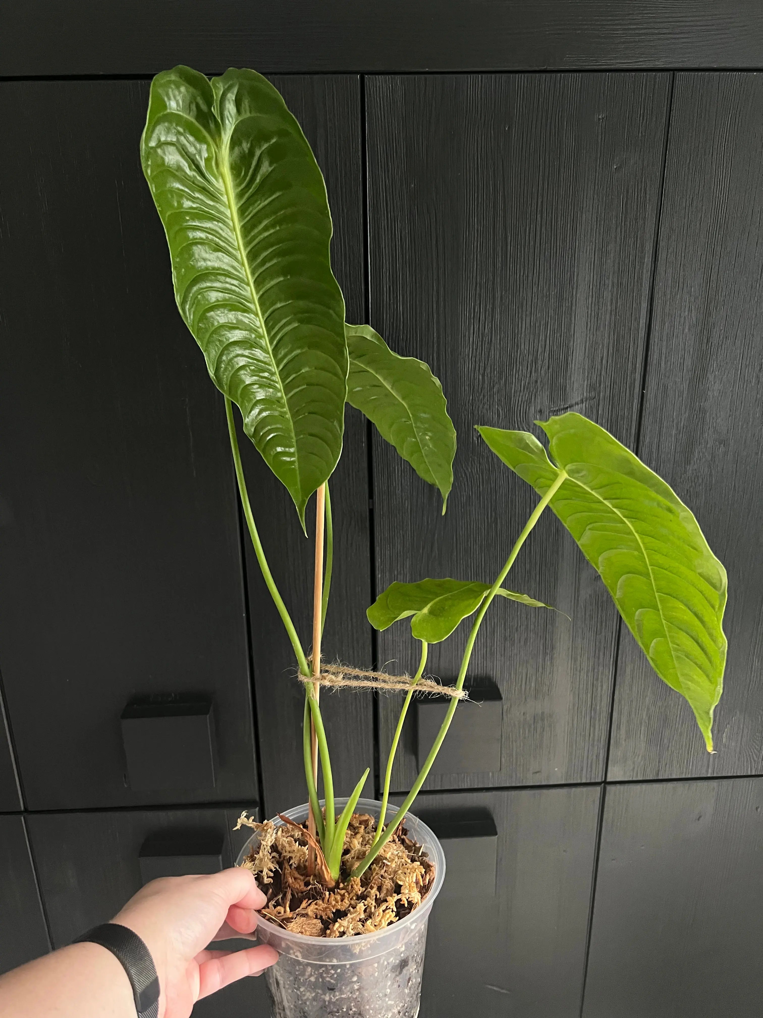 Anthurium Veitchii SMUKHI