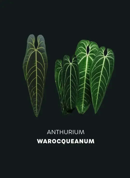 Anthurium Warocqueanum (Queen Anthurium) - Seedlings - SMUKHI