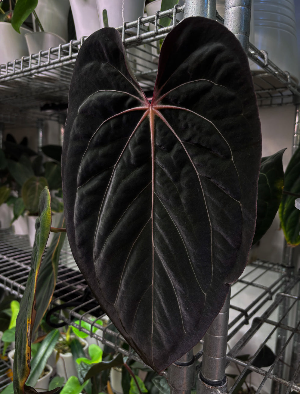 Anthurium 'Widowmaker' and Crystallinum 'Chocolate' plants from Crystallinaminum, featuring lush green leaves and vibrant foliage.