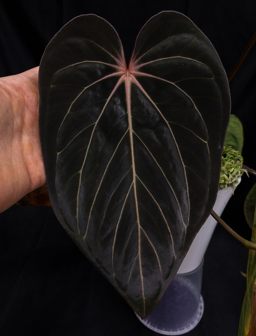 Anthurium Widowmaker x Crystallinum Chocolate plant with glossy dark leaves and vibrant red spathes, from Crystallinaminum.