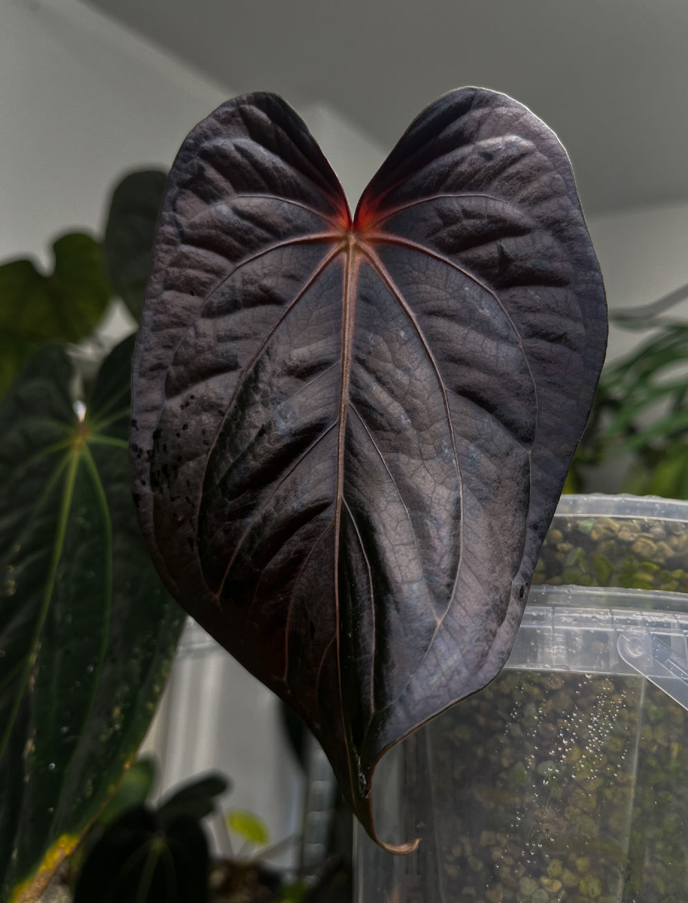 Anthurium Widowmaker x Crystallinum Chocolate plant from Crystallinaminum, featuring dark green leaves and glossy foliage.