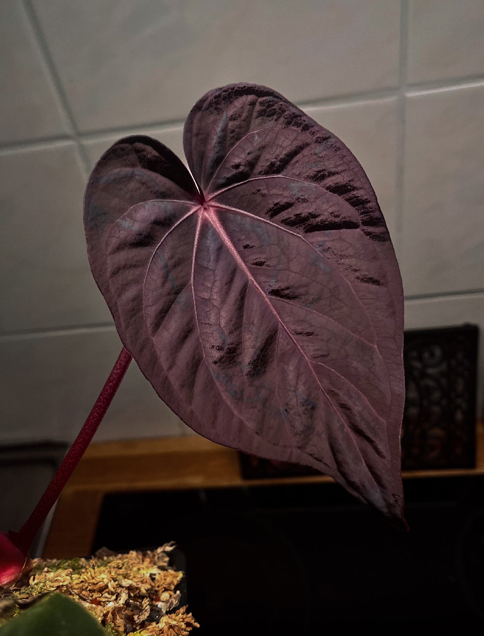 Anthurium Widowmaker x Crystallinum Chocolate plant with glossy dark leaves and striking foliage, grown by Crystallinaminum.