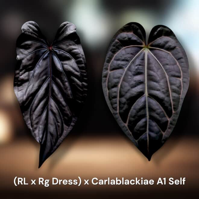 Anthurium (Ralph Lynam x Dressleri RG) x (Carlablackiae A1 x self)