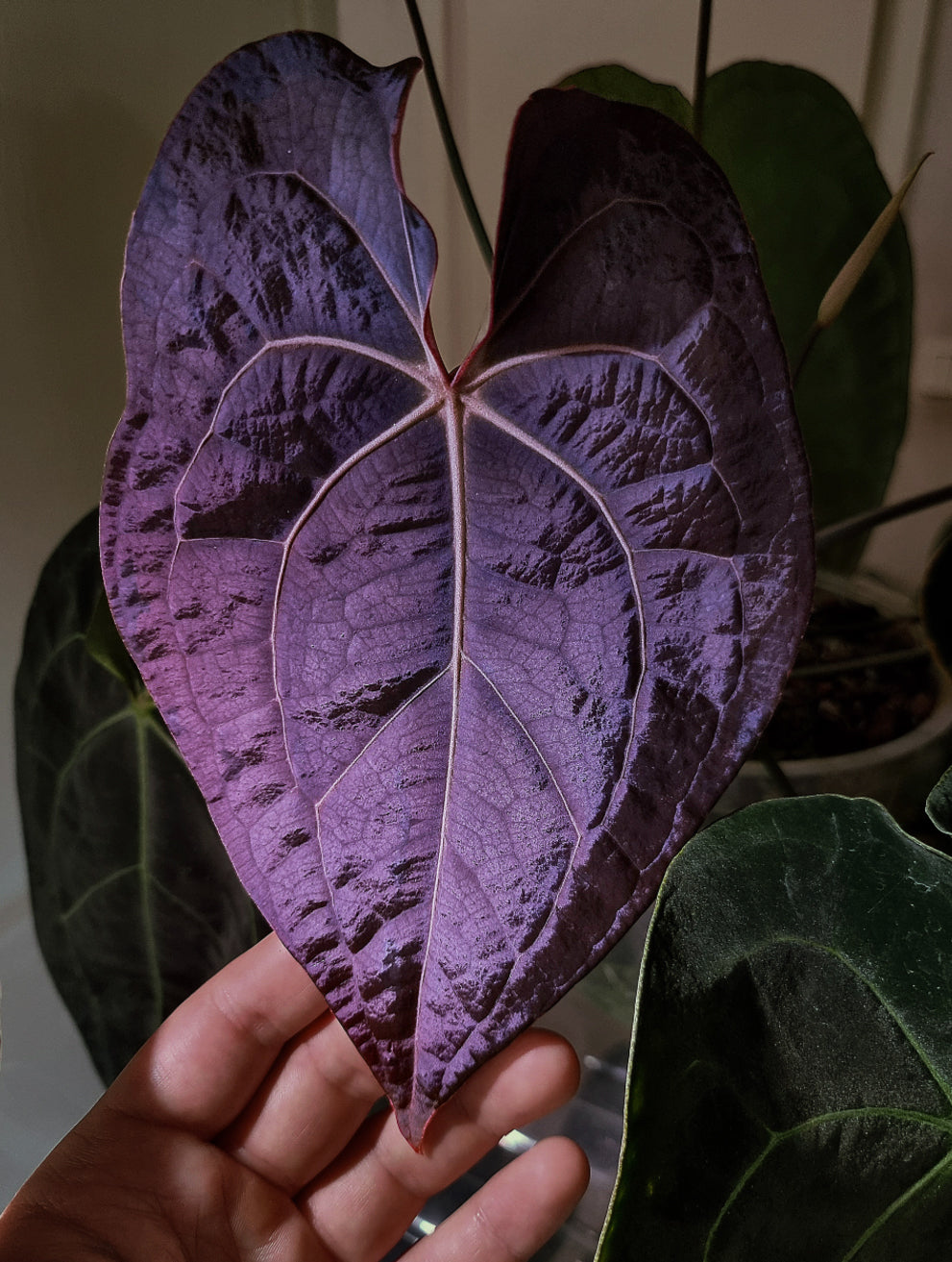 Anthurium plant from the Private Collection featuring hybrid Anthurium forgetii, Carlablackiae ‘Amanda’, and Portillae ‘Dorito’ foliage
