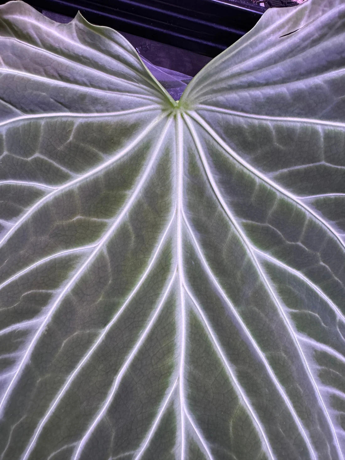 Anthurium FTG Crystallinum x self