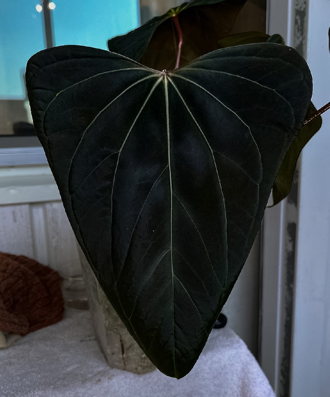 Anthurium Portillae 'Dorito' plant from the Private Collection, showing glossy green leaves and distinctive leaf shape.