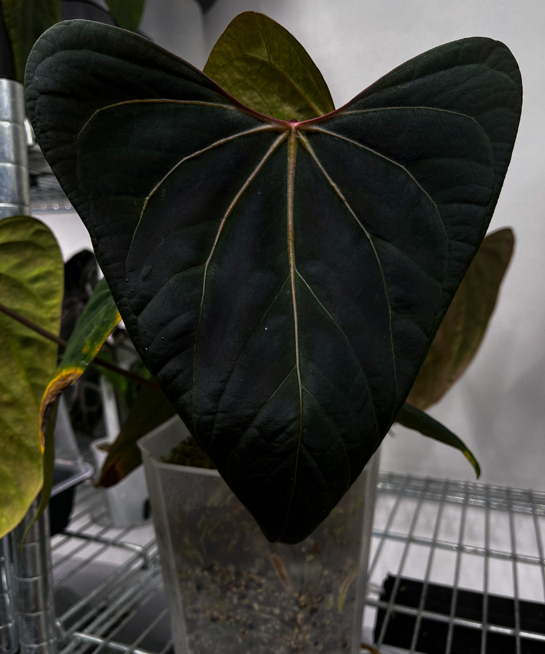 Anthurium Portillae ‘Dorito’ plant from Private Collection, showing glossy green leaves and distinctive foliage.