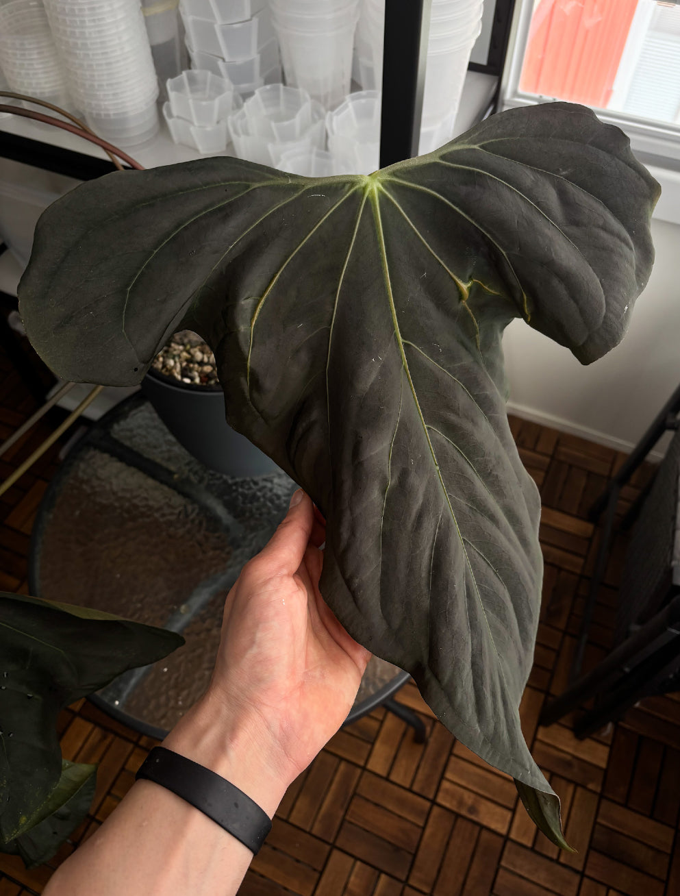 Anthurium Carlablackiae RA10 x sp. Nov DF - Rare Finds for Refined