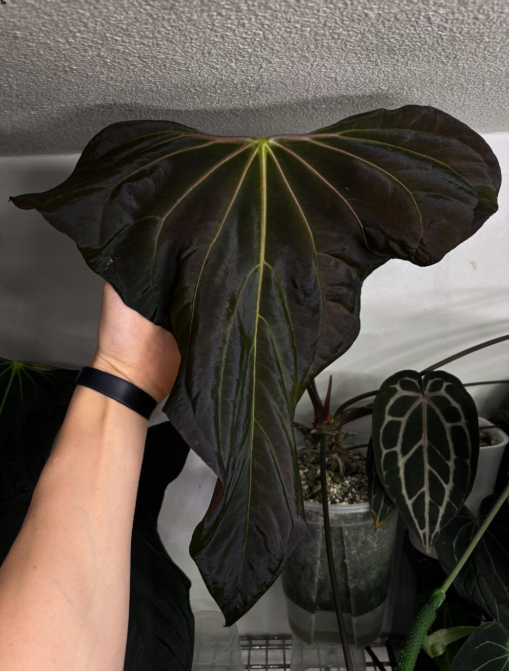Anthurium Carlablackiae RA10 x sp. Nov DF - Rare Finds for Refined
