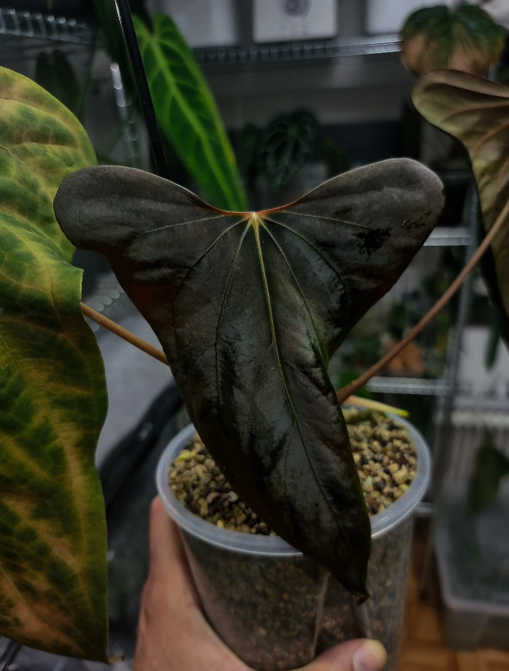 Anthurium Carlablackiae RA10 x sp. Nov DF - Rare Finds for Refined