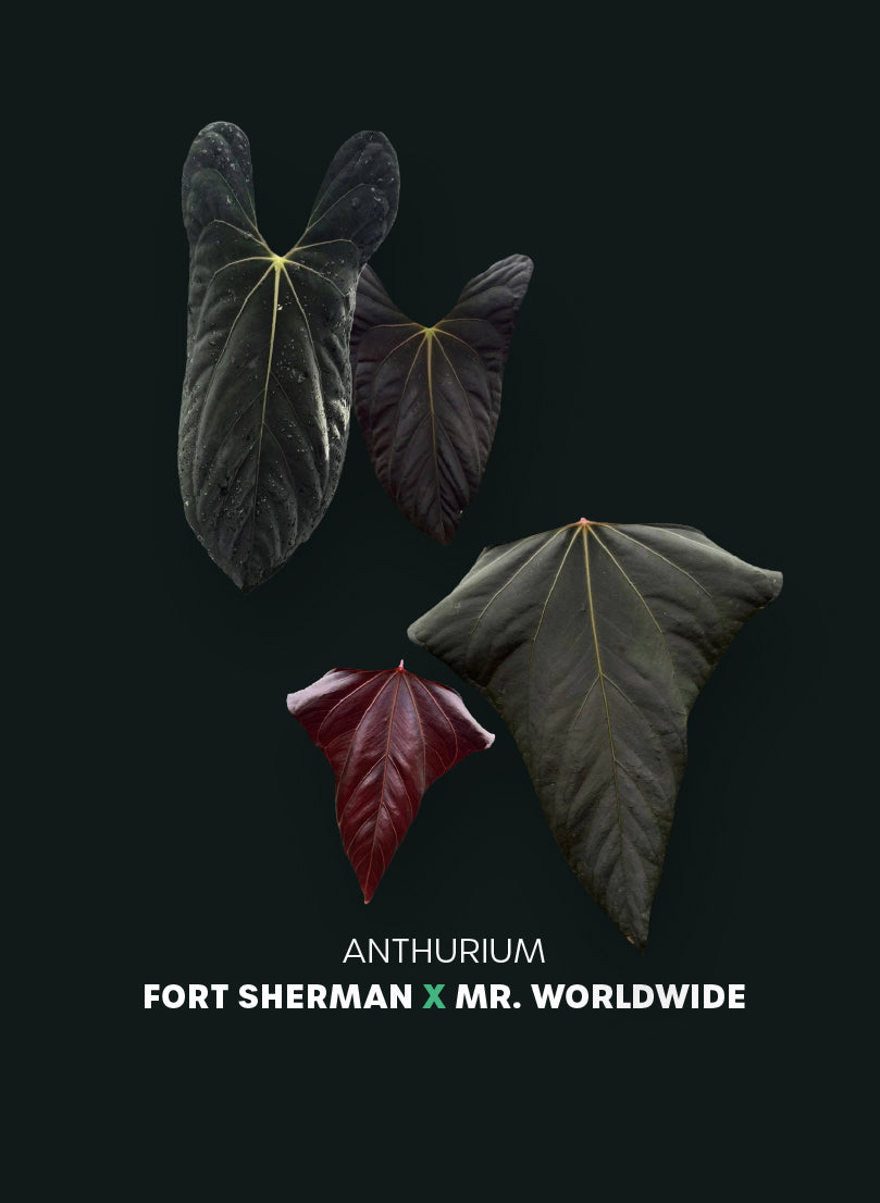 Anthurium Fort Sherman x Mr. Worldwide #2 - Pre-order